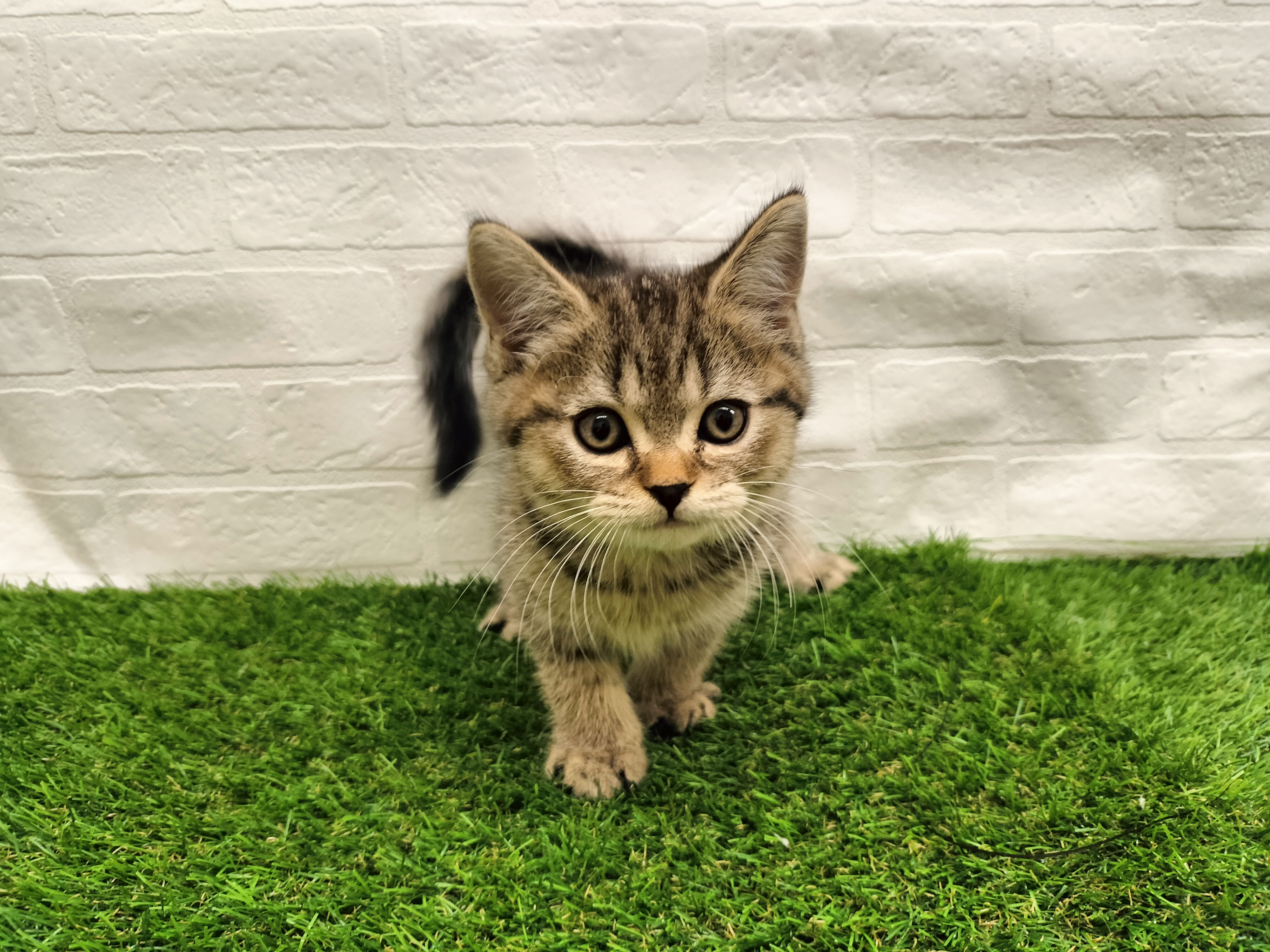 埼玉県のミヌエット (ワンニャンハウス戸田公園店/2025年10月9日生まれ/男の子/ブラウンタビー)の子猫の1枚目の画像