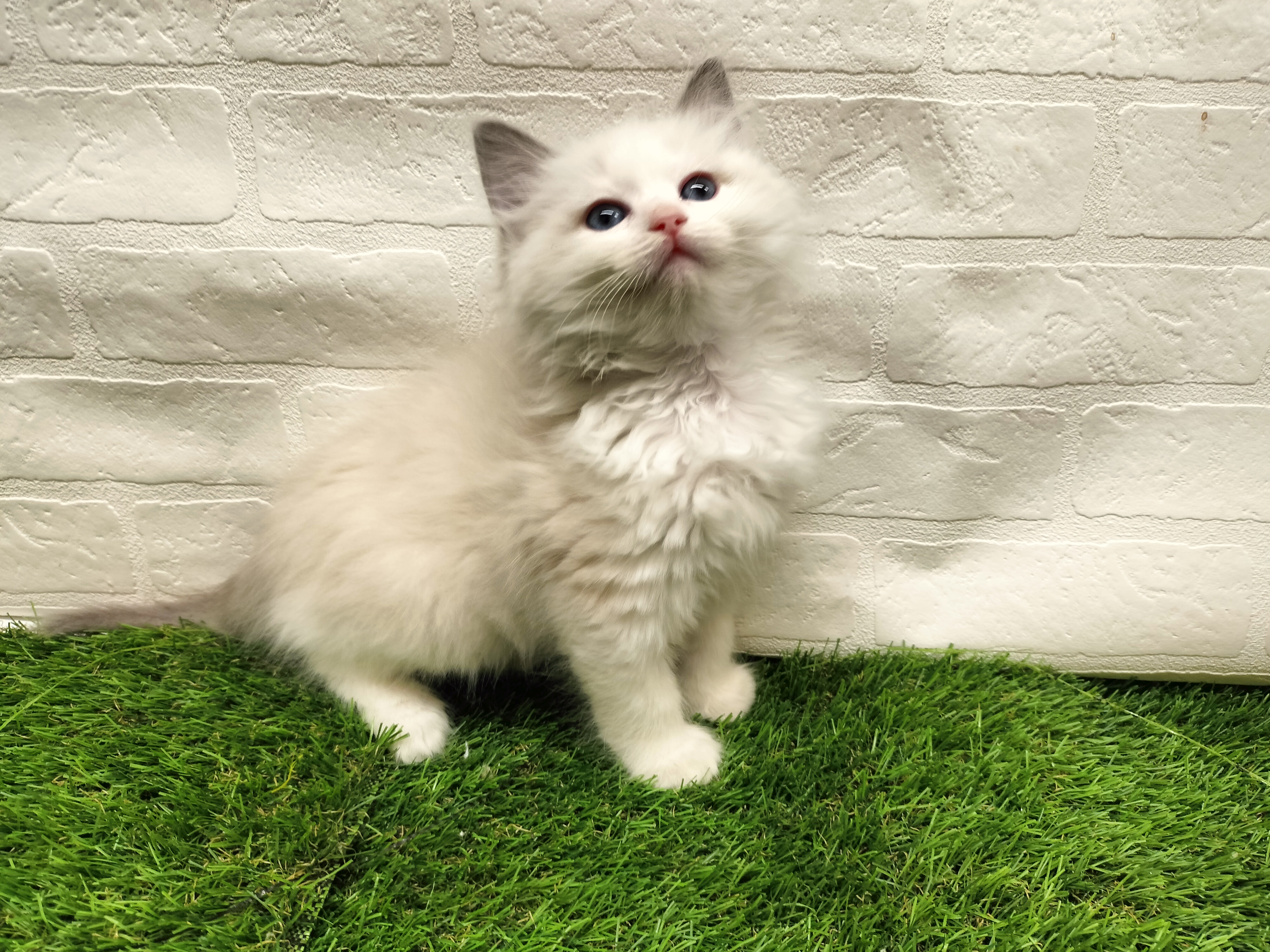 埼玉県のラグドール (ワンニャンハウス戸田公園店/2025年10月9日生まれ/女の子/ブルーポイントバイカラー)の子猫の2枚目の画像