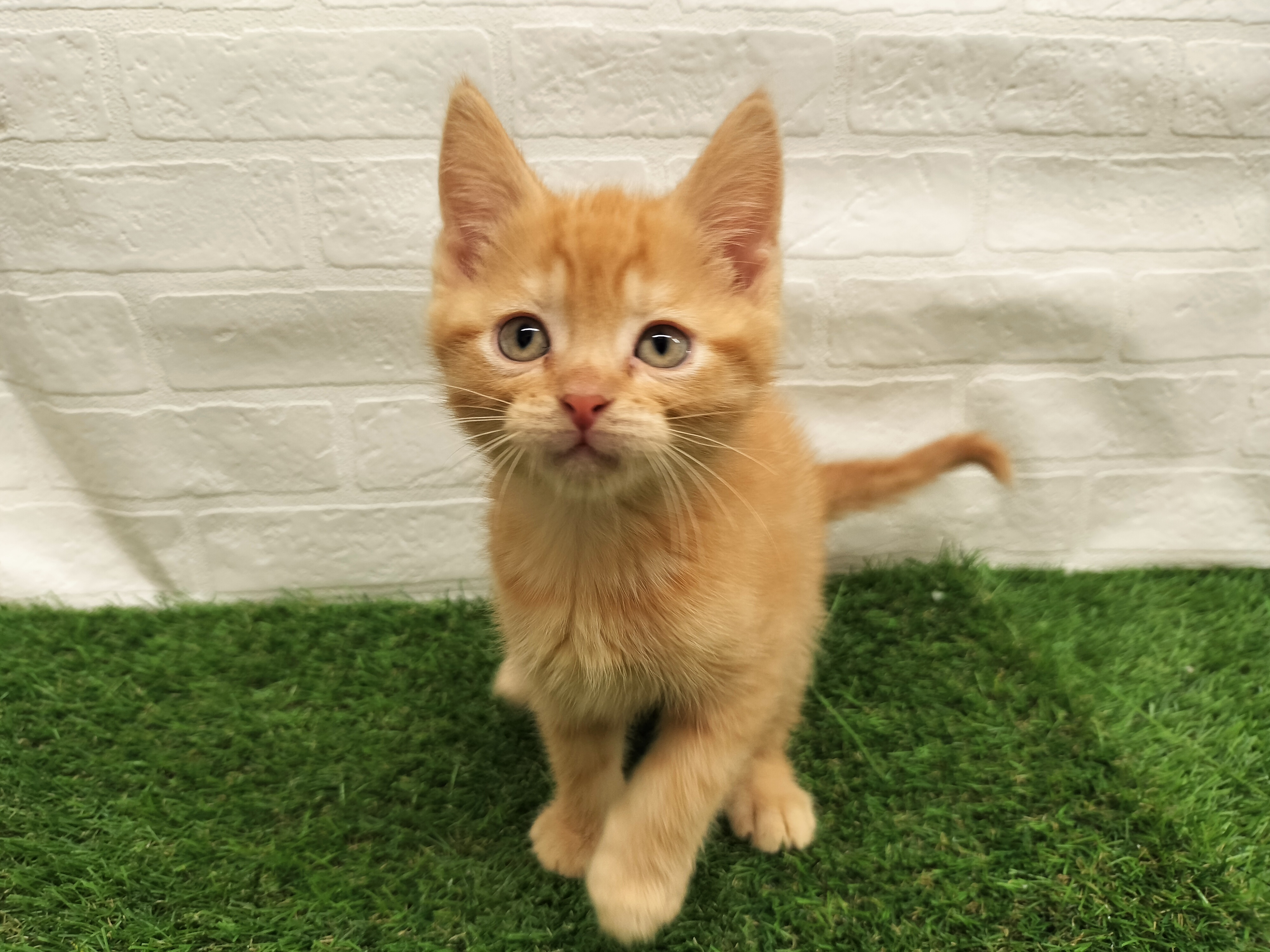 埼玉県のその他(猫) (ワンニャンハウス戸田公園店/2025年9月20日生まれ/男の子/レッドスポッテッドタビー)の子猫の1枚目の画像