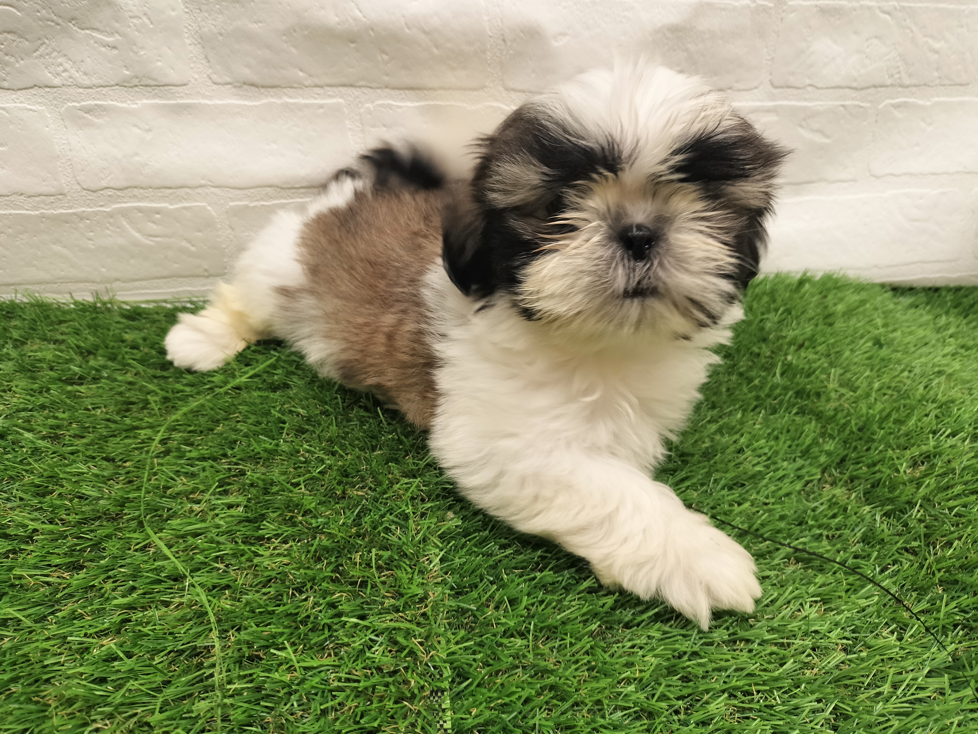 埼玉県のシーズー (ワンニャンハウス戸田公園店/2025年12月8日生まれ/女の子/ホワイトゴールド)の子犬の2枚目の画像