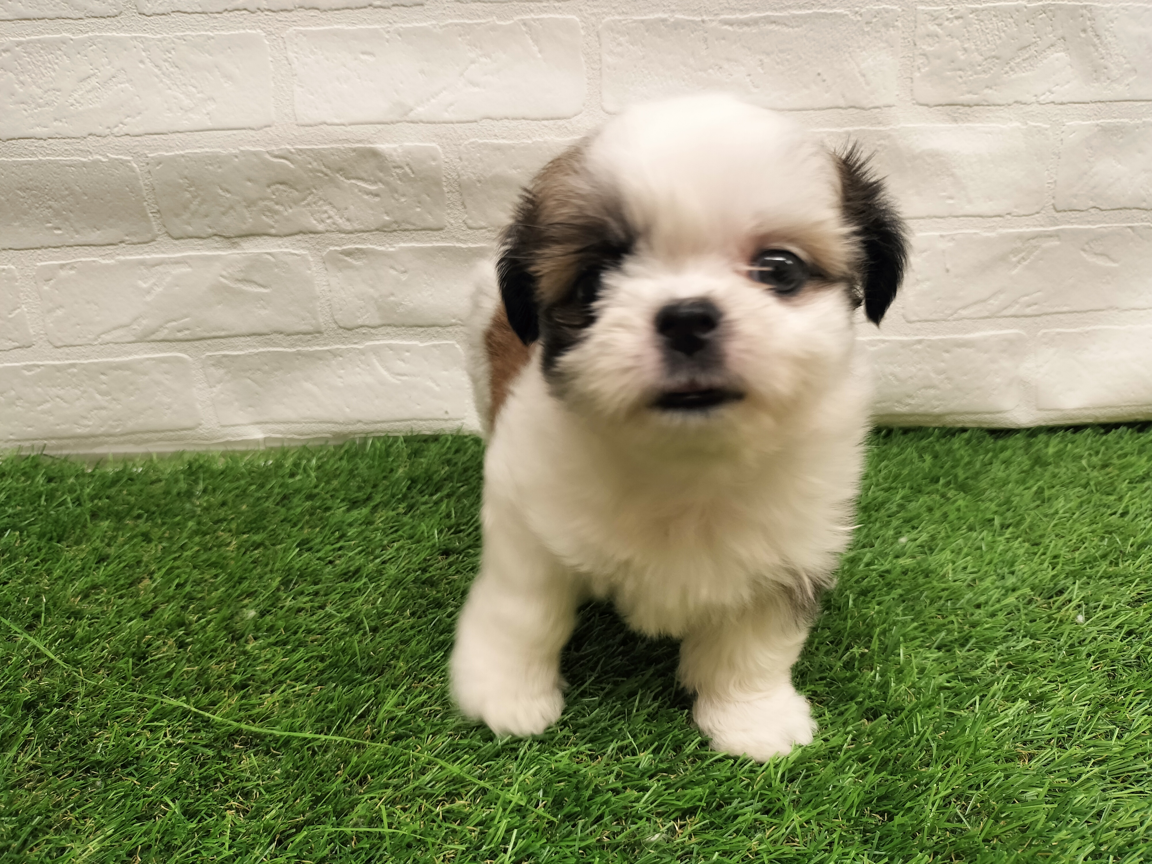 埼玉県のチワズー/チワシーズ(チワワ×シーズー) (ワンニャンハウス戸田公園店/2026年1月5日生まれ/男の子/ホワイトブラウン)の子犬の2枚目の画像