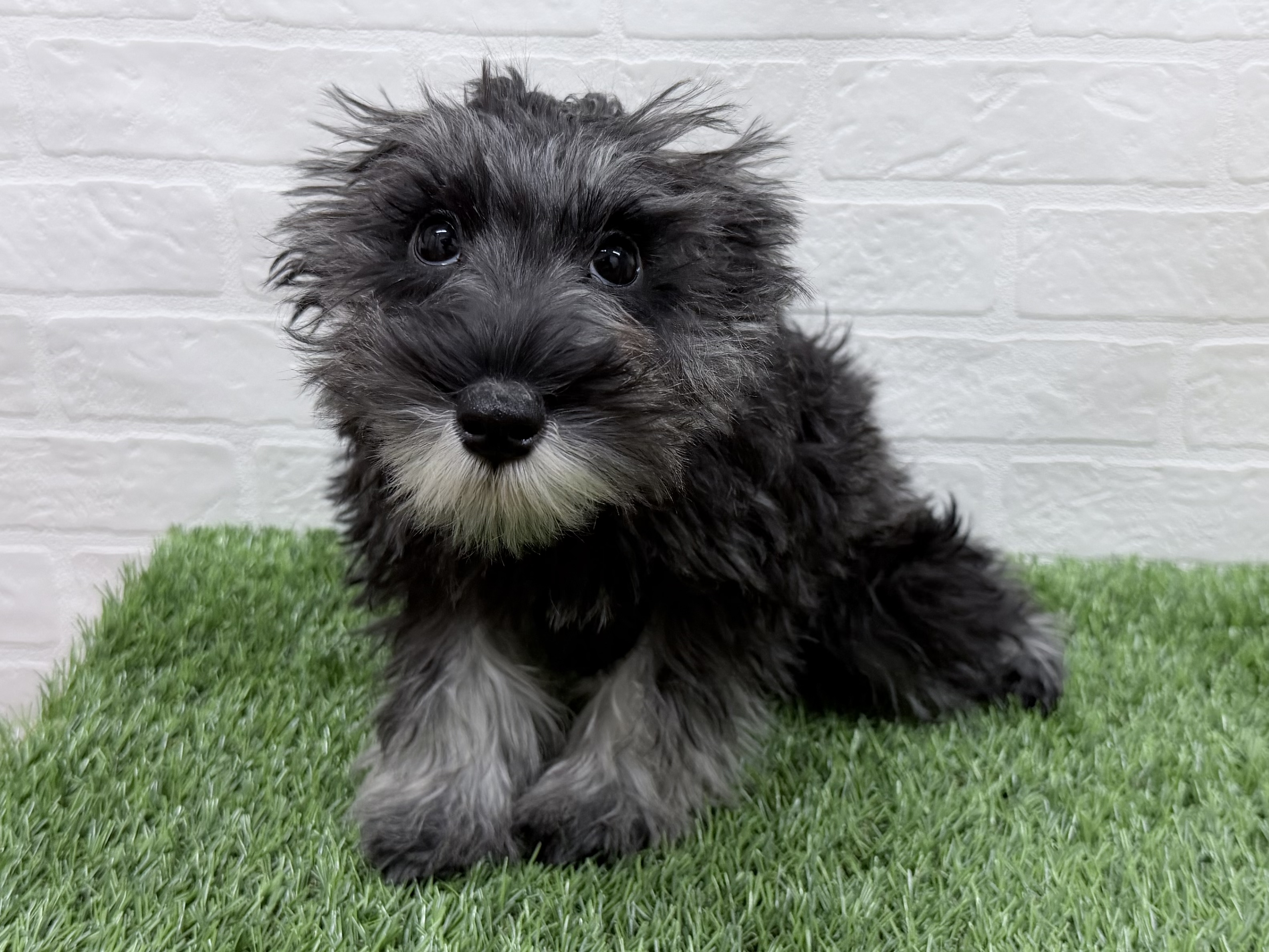 東京都のミニチュアシュナウザー (ワンニャンハウス豊島5丁目店/2025年10月12日生まれ/女の子/ソルトペッパー)の子犬の4枚目の画像