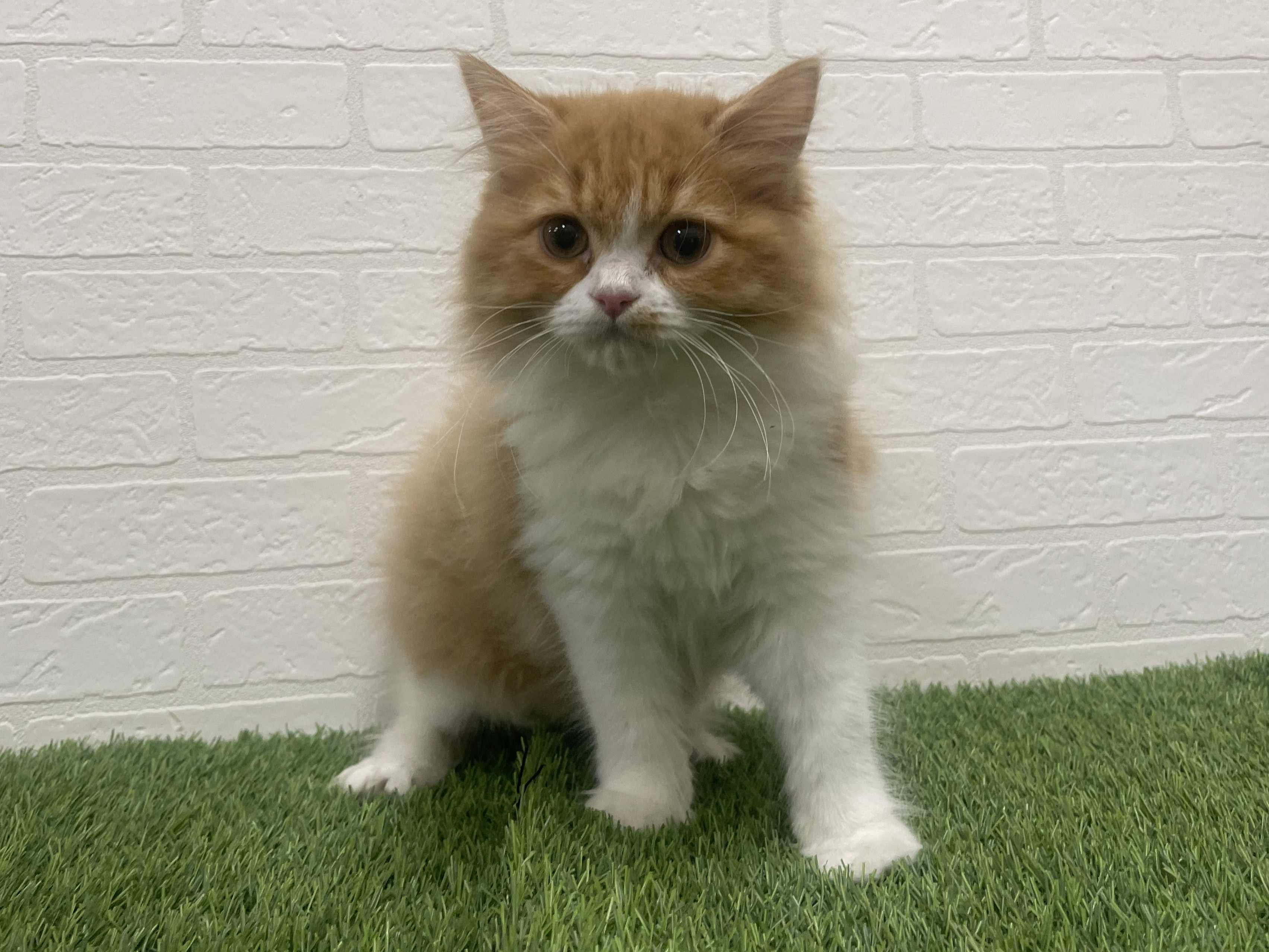 東京都のラガマフィン (ワンニャンハウス赤羽店/2025年11月3日生まれ/女の子/レッドタビーホワイト)の子猫の3枚目の画像