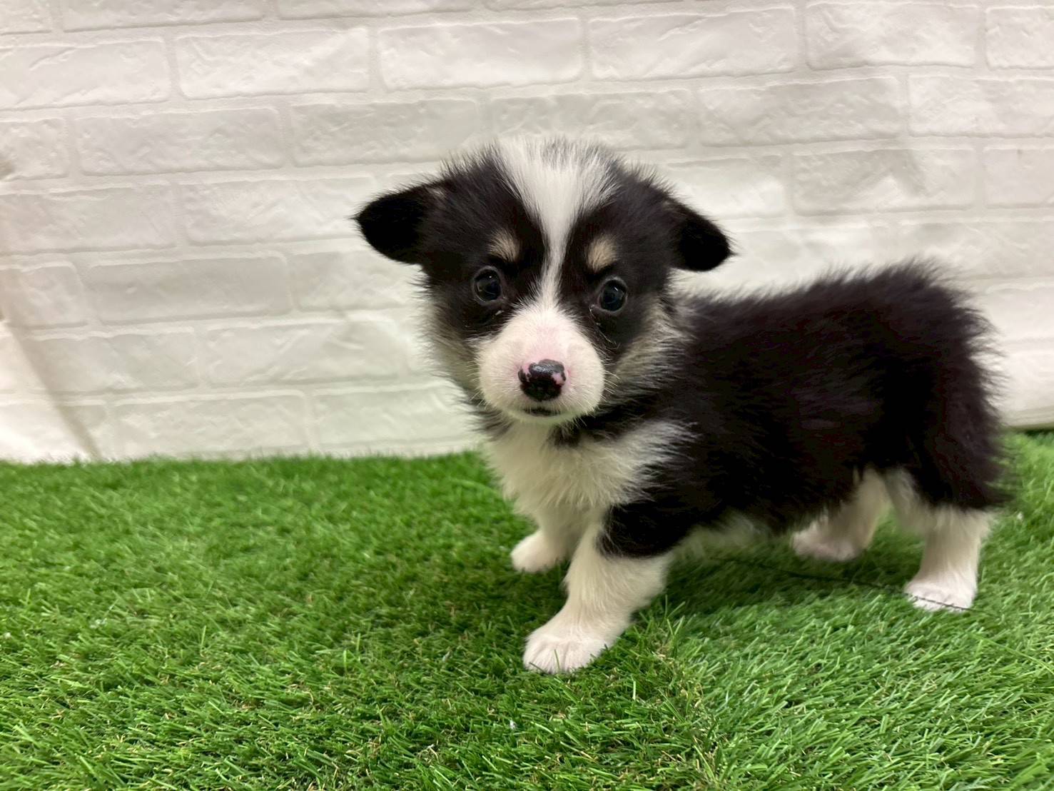 埼玉県のウェルシュコーギーペンブローク (ワンニャンハウス戸田公園店/2025年9月14日生まれ/女の子/ブラックタンホワイト)の子犬の1枚目の画像