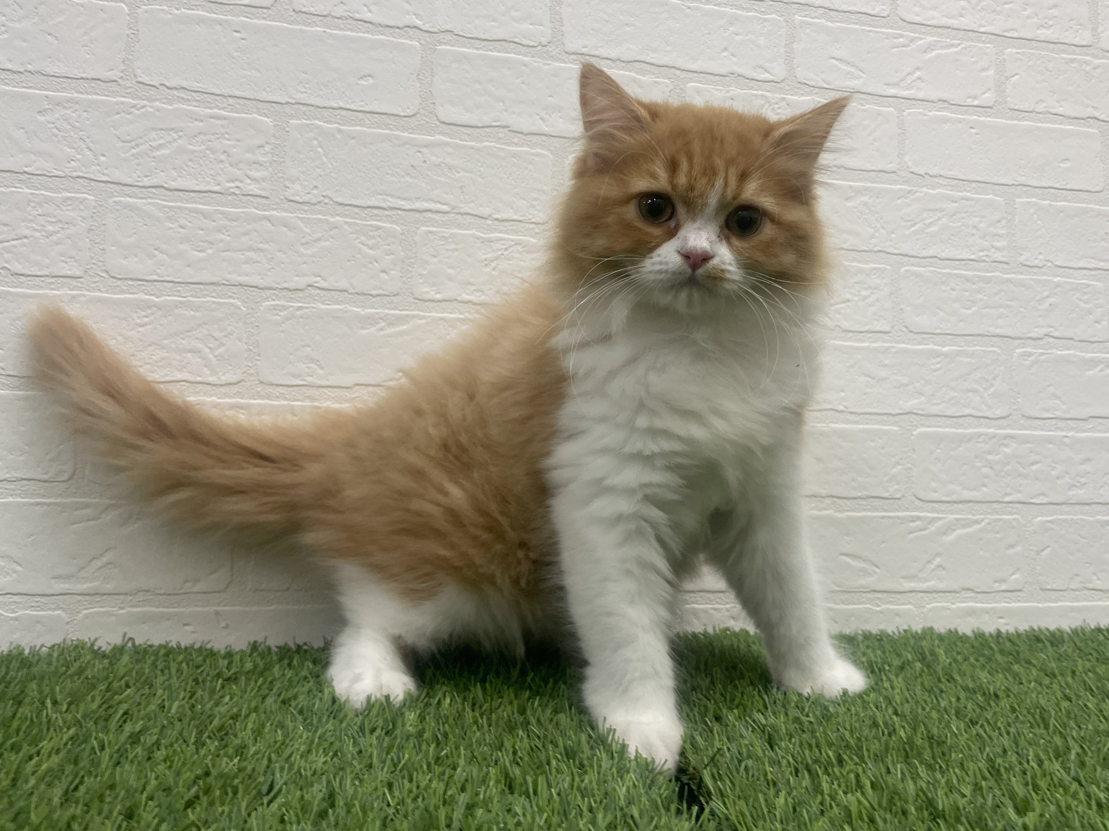 東京都のラガマフィン (ワンニャンハウス赤羽店/2025年11月3日生まれ/女の子/レッドタビーホワイト)の子猫の2枚目の画像