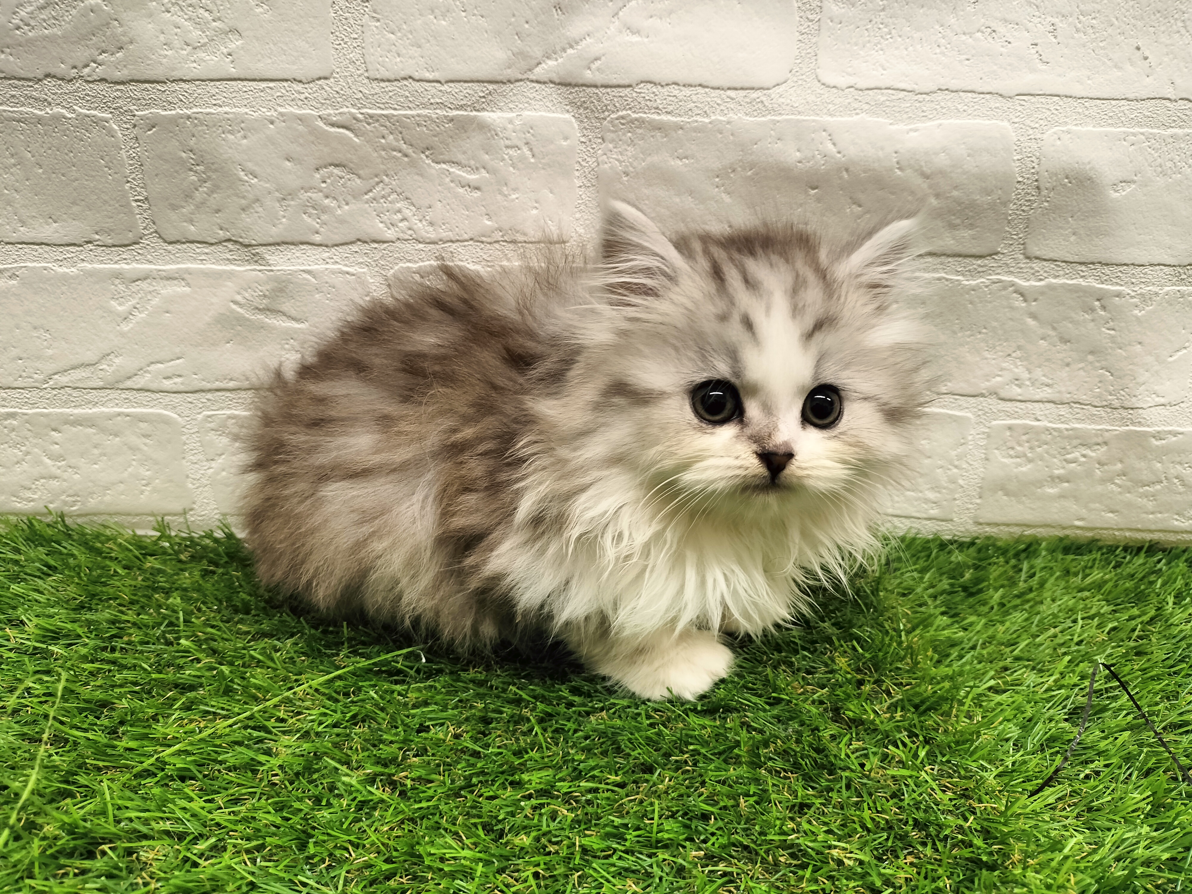 埼玉県のマンチカン (ワンニャンハウス戸田公園店/2025年12月10日生まれ/女の子/シルバータビーホワイト)の子猫の1枚目の画像