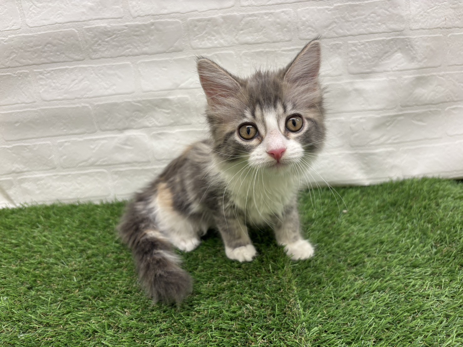 埼玉県のメインクーン (ワンニャンハウス戸田公園店/2025年8月25日生まれ/女の子/ブルークリームタビーホワイト)の子猫の1枚目の画像