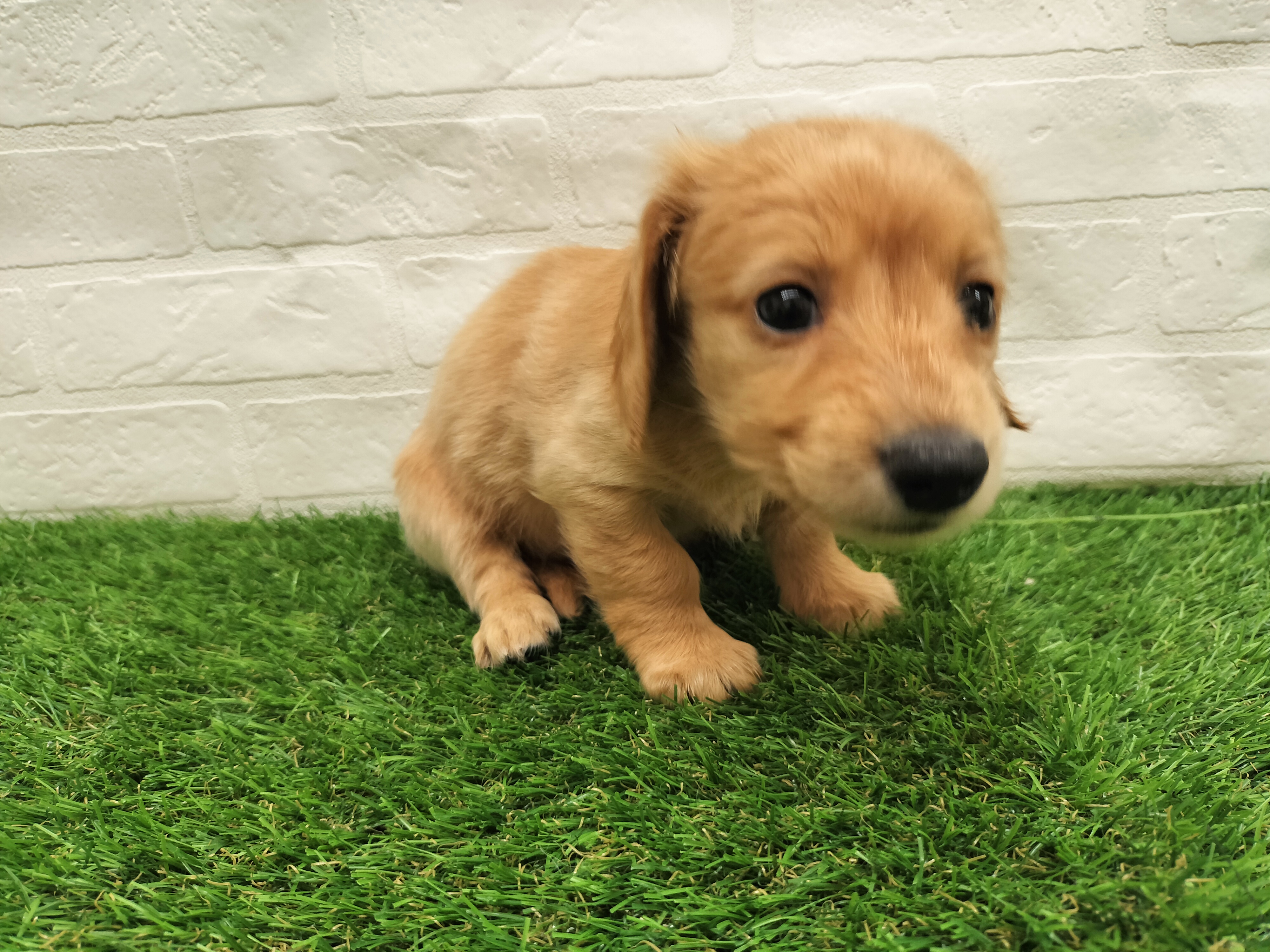 埼玉県のミニチュアダックスフンド(ロング) (ワンニャンハウス戸田公園店/2025年9月22日生まれ/女の子/イエロー)の子犬の2枚目の画像