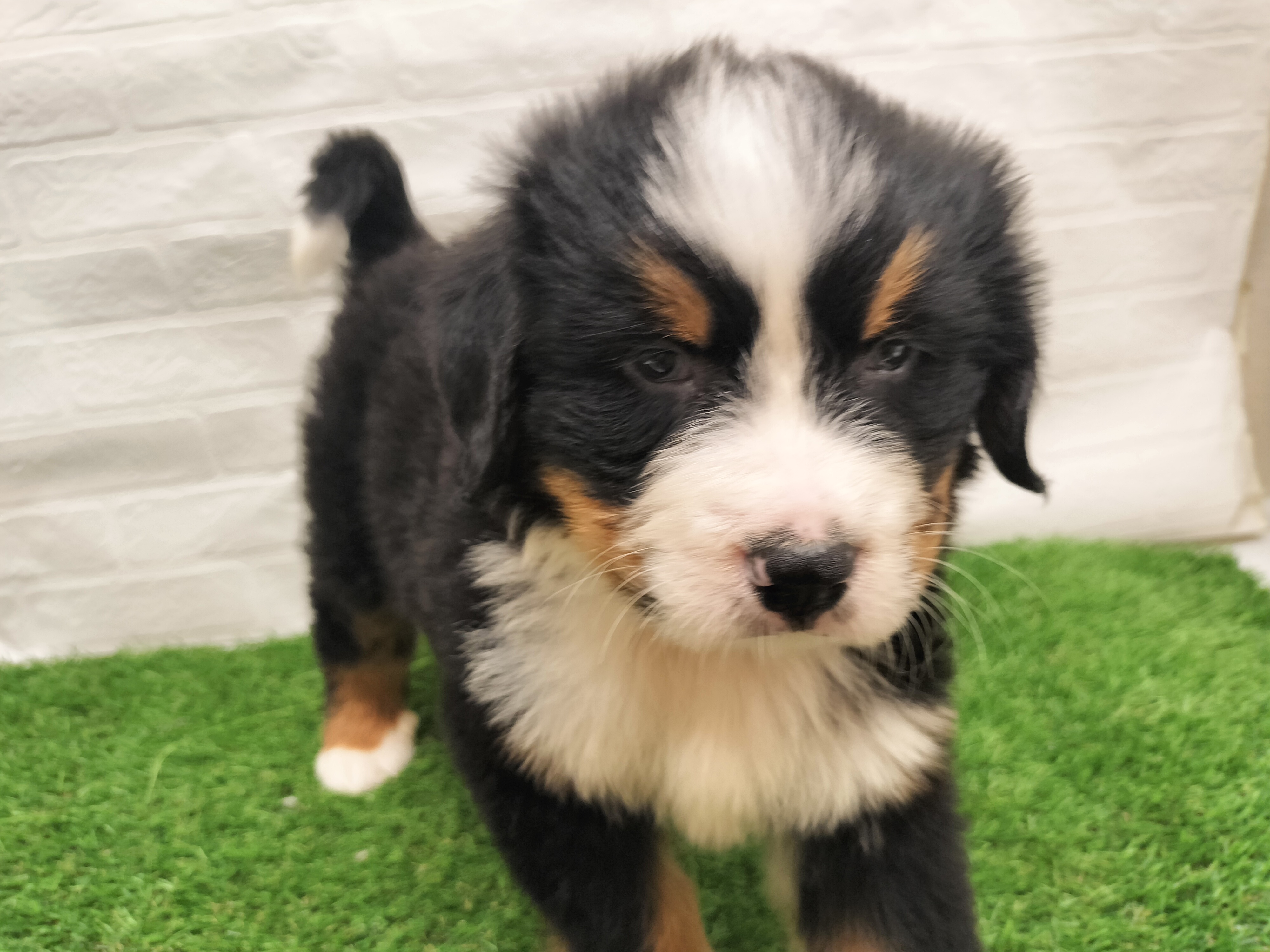 埼玉県のバーニーズマウンテンドッグ (ワンニャンハウス戸田公園店/2025年12月13日生まれ/男の子/ブラックラストホワイト)の子犬の2枚目の画像