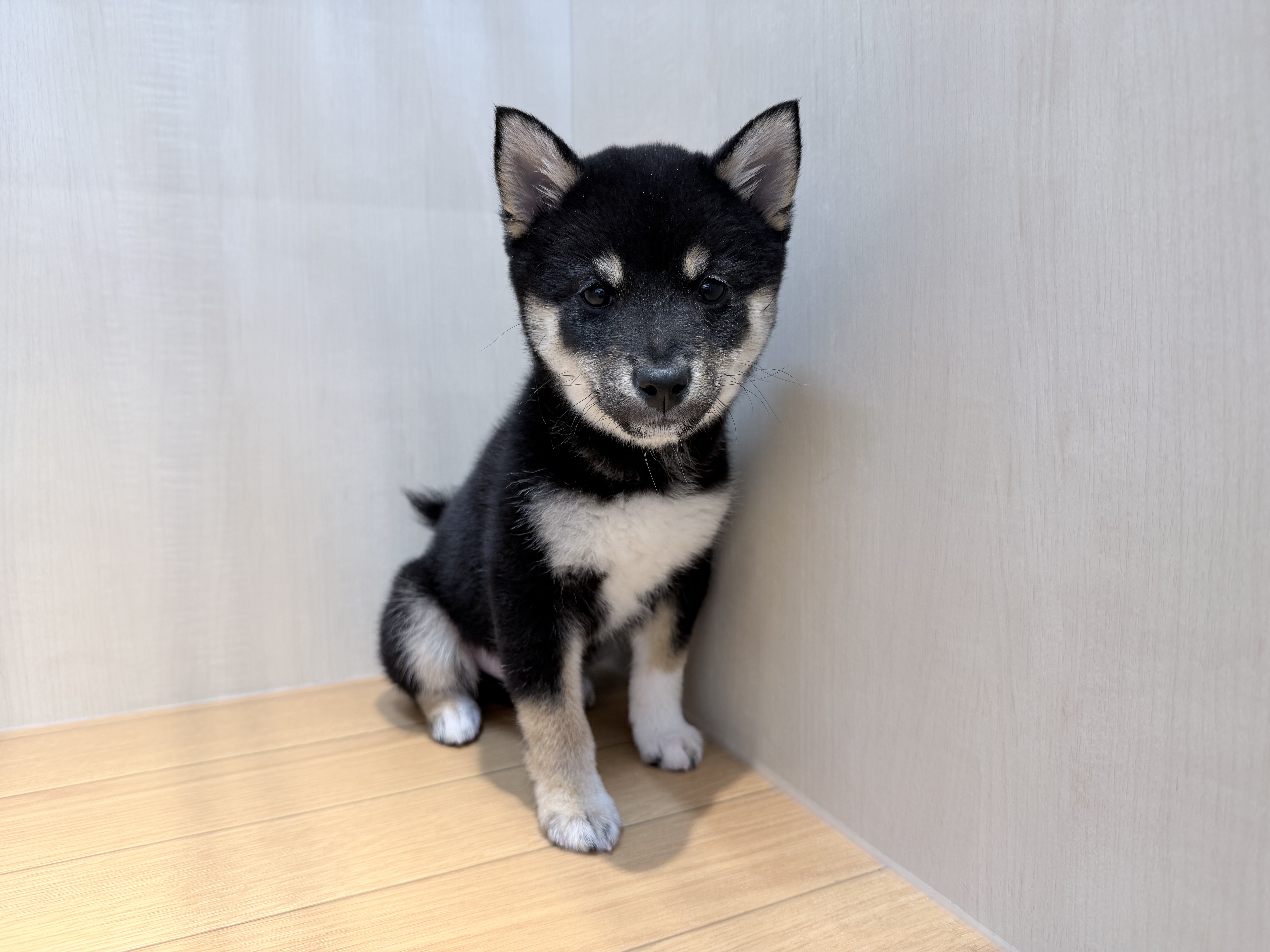 東京都の豆柴 (ワンニャンハウス豊島5丁目店/2025年11月1日生まれ/男の子/黒)の子犬の4枚目の画像