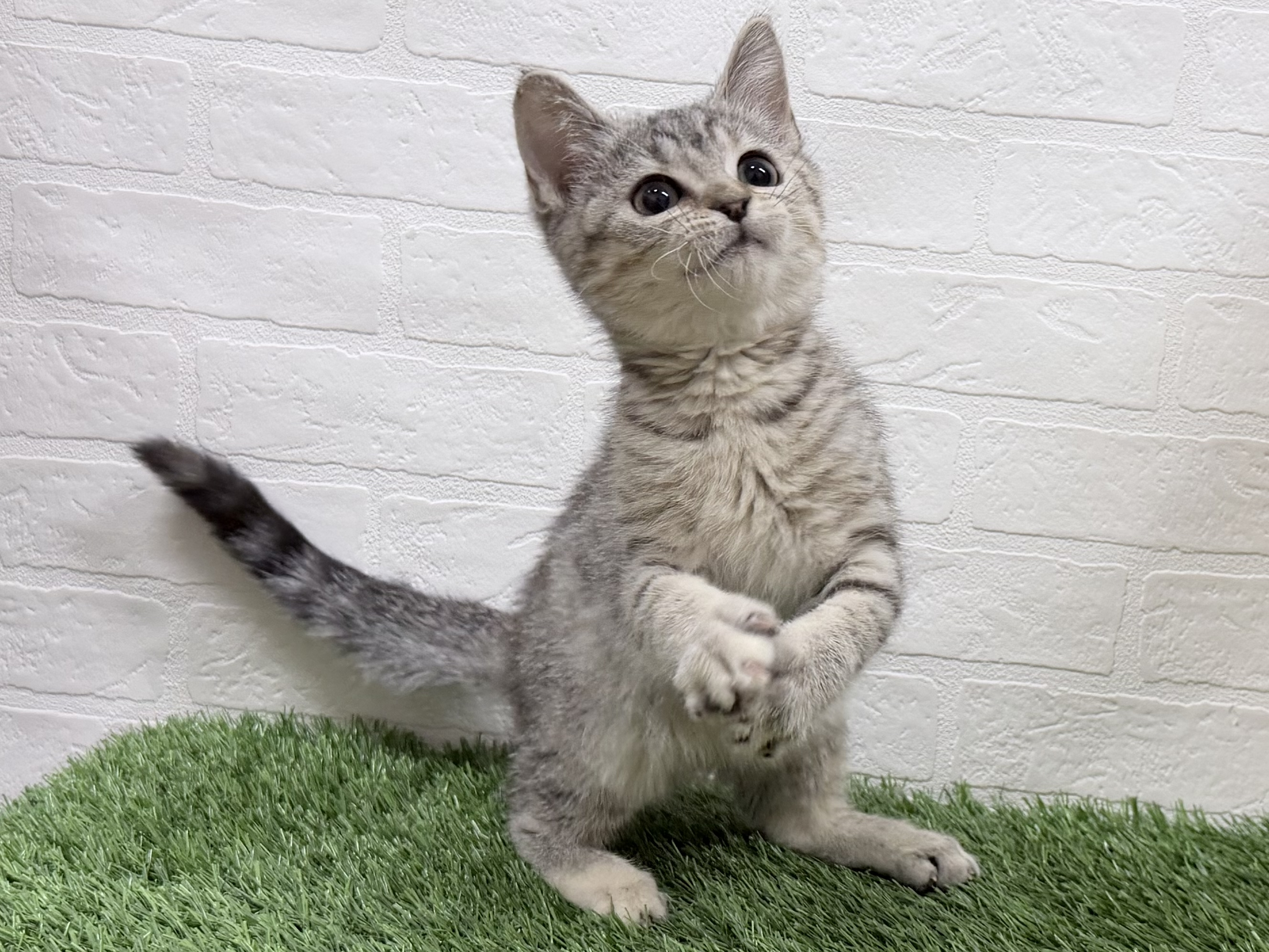 東京都のスコティッシュフォールド (ワンニャンハウス豊島5丁目店/2025年12月27日生まれ/女の子/シルバーパッチドタビー)の子猫の1枚目の画像