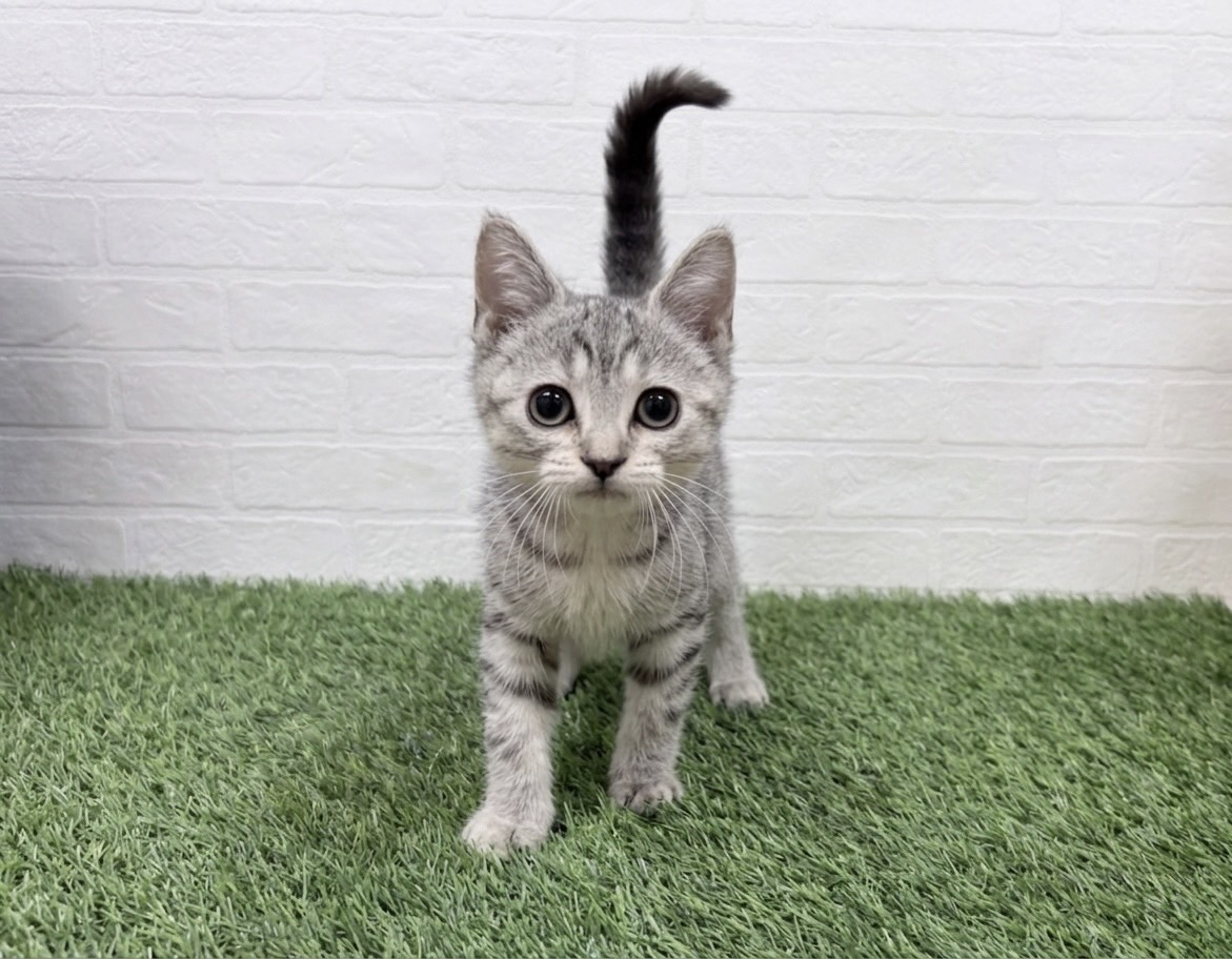 東京都のスコティッシュフォールド (ワンニャンハウス豊島5丁目店/2025年12月27日生まれ/女の子/シルバーパッチドタビー)の子猫の2枚目の画像