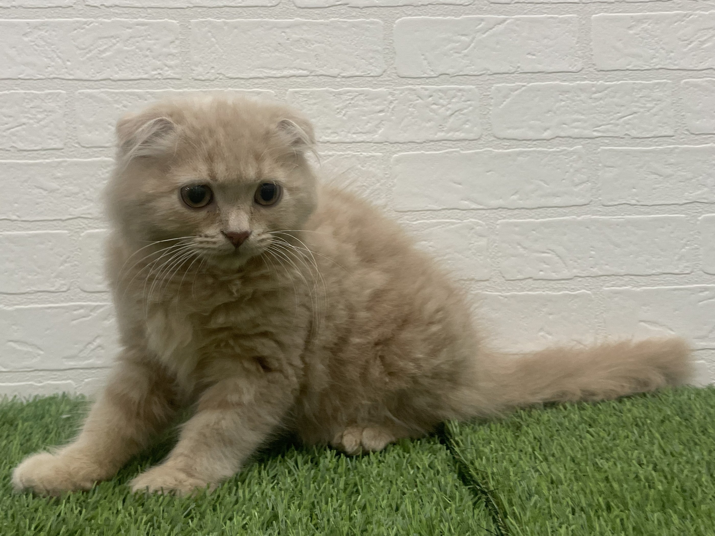 東京都のスコティッシュフォールド (ワンニャンハウス赤羽店/2025年10月28日生まれ/男の子/クリームタビー)の子猫の3枚目の画像