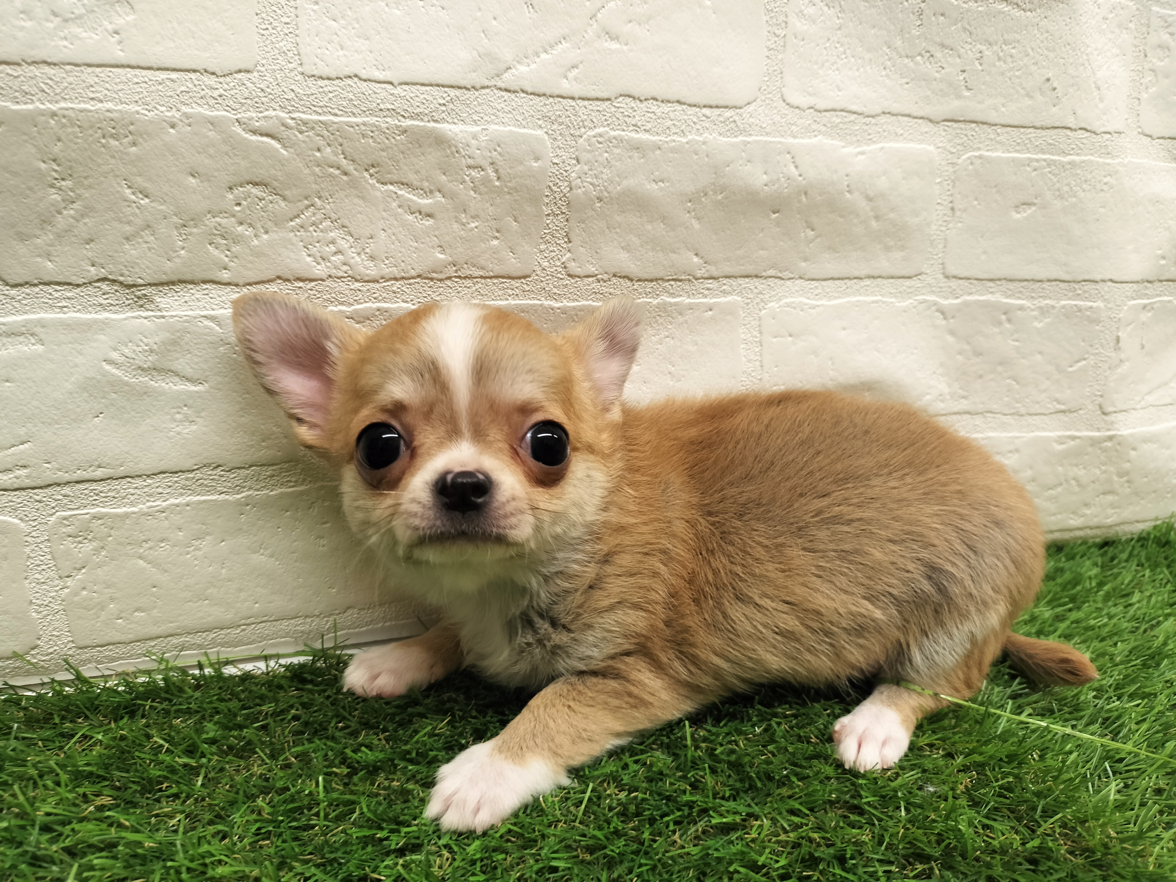 埼玉県のチワワ(ロング) (ワンニャンハウス戸田公園店/2025年10月22日生まれ/男の子/レッドホワイト)の子犬の2枚目の画像