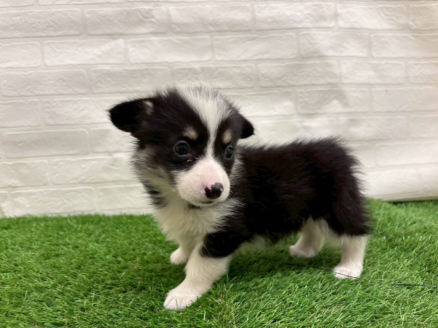 埼玉県のウェルシュコーギーペンブローク (ワンニャンハウス戸田公園店/2025年9月14日生まれ/女の子/ブラックタンホワイト)の子犬の2枚目の画像