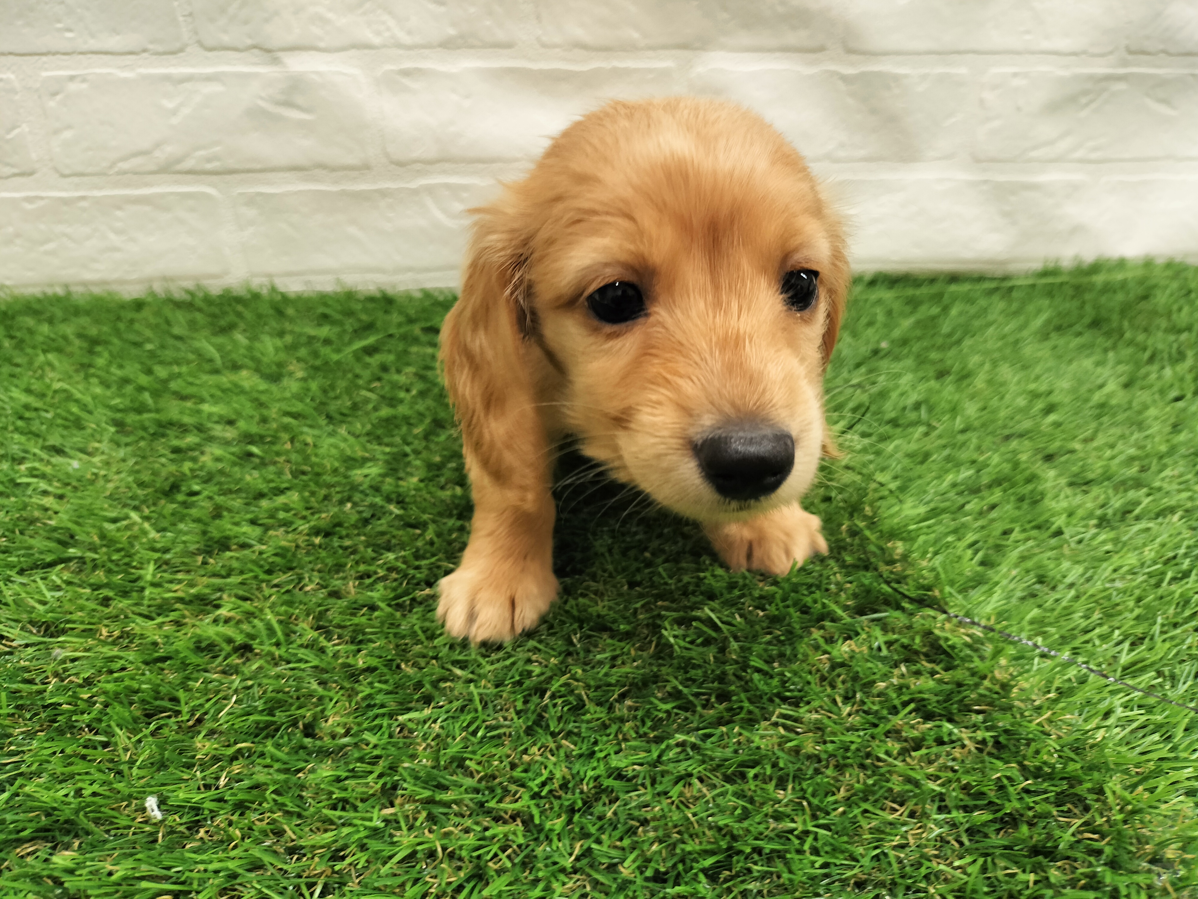 埼玉県のミニチュアダックスフンド(ロング) (ワンニャンハウス戸田公園店/2025年9月22日生まれ/女の子/イエロー)の子犬の1枚目の画像