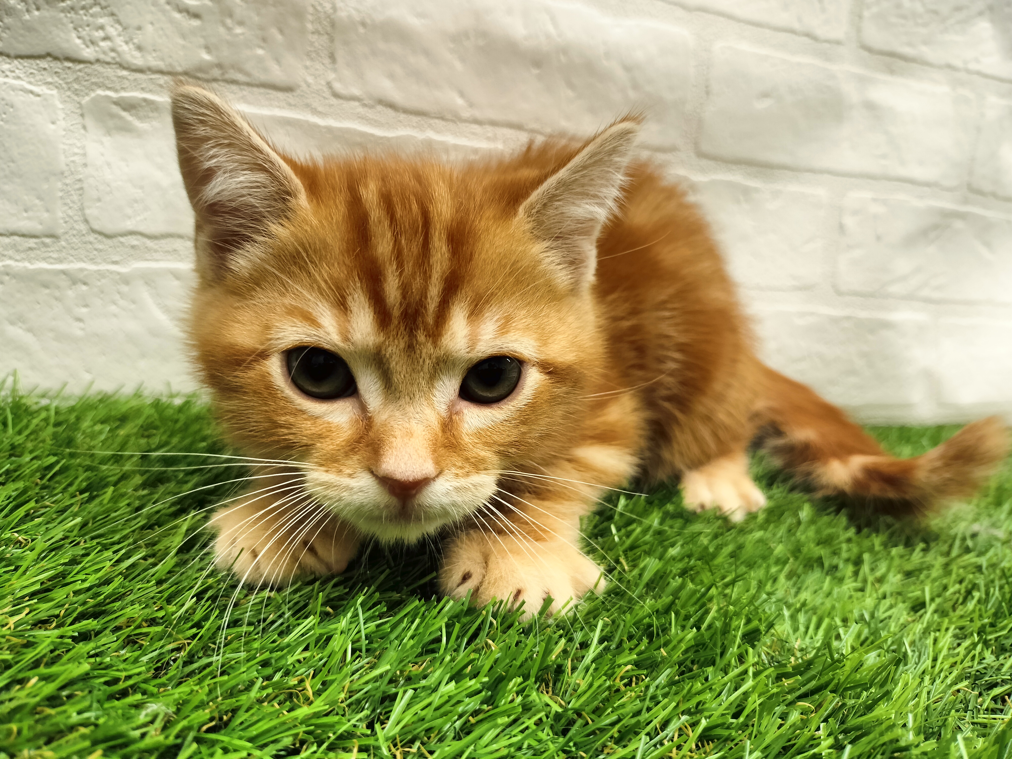 埼玉県のアメリカンショートヘアー (ワンニャンハウス戸田公園店/2026年1月17日生まれ/男の子/レッドタビー)の子猫の1枚目の画像