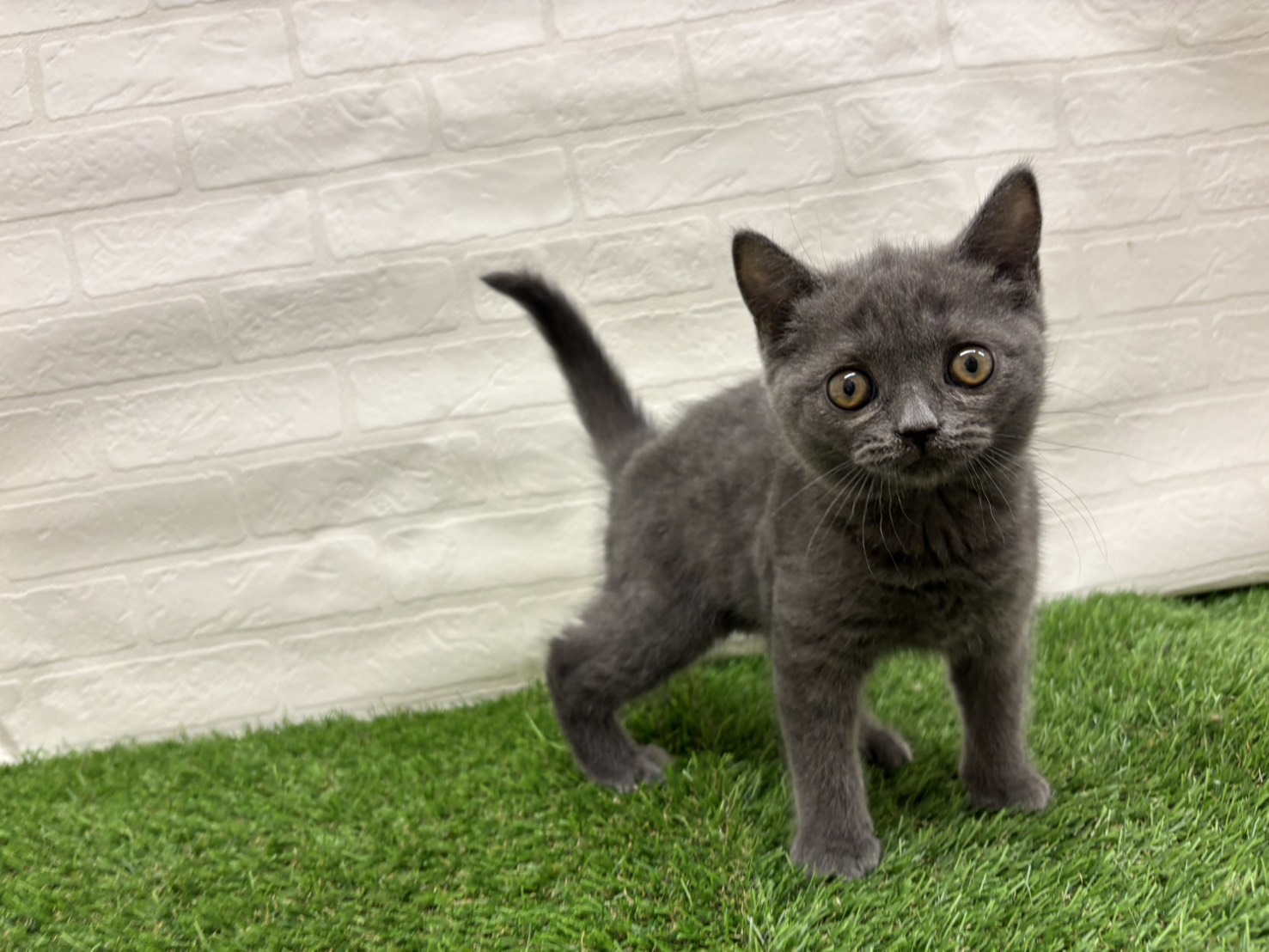 埼玉県のブリティッシュショートヘアー (ワンニャンハウス戸田公園店/2025年8月31日生まれ/女の子/ブルー)の子猫の2枚目の画像