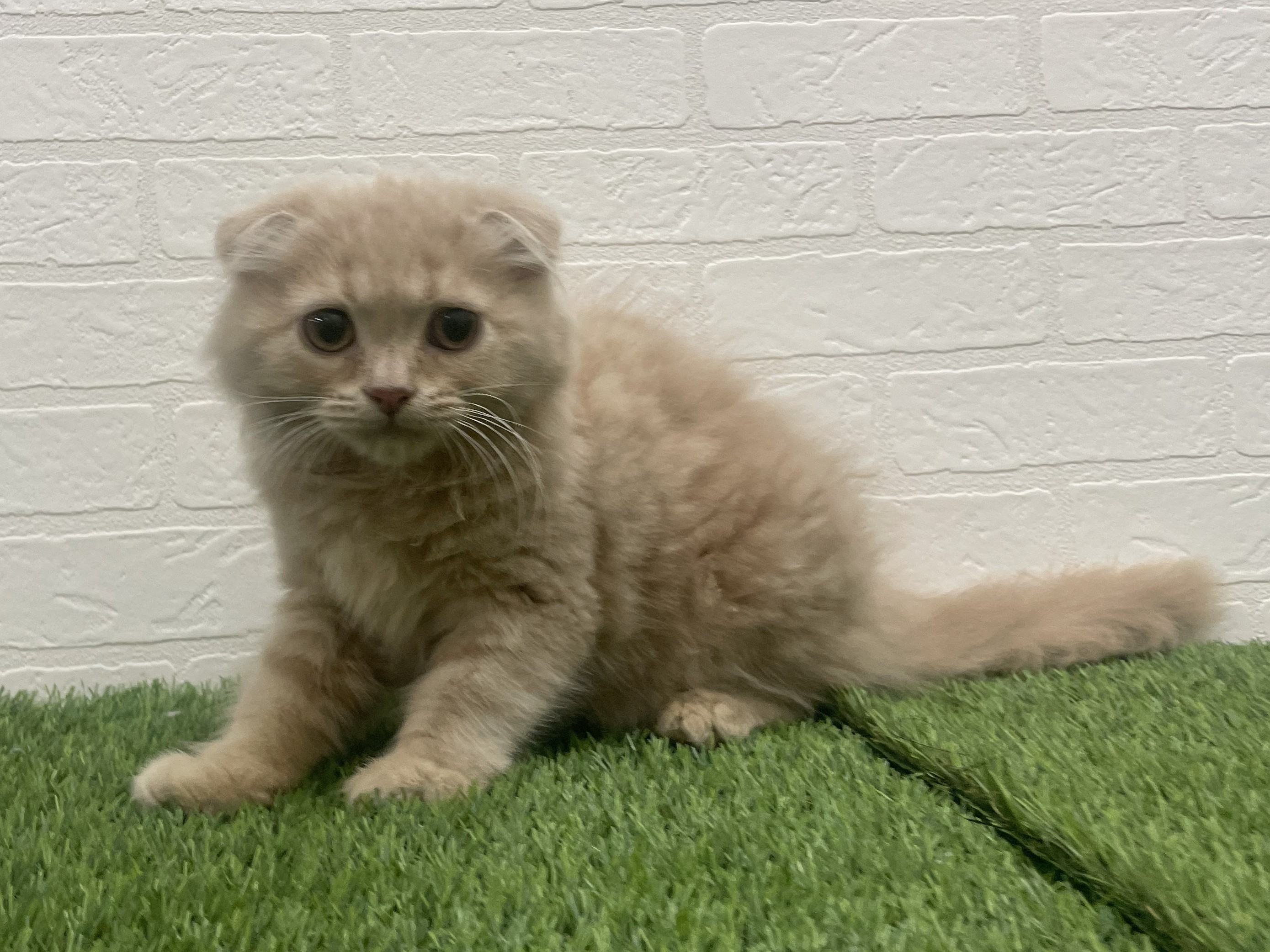 東京都のスコティッシュフォールド (ワンニャンハウス赤羽店/2025年10月28日生まれ/男の子/クリームタビー)の子猫の1枚目の画像