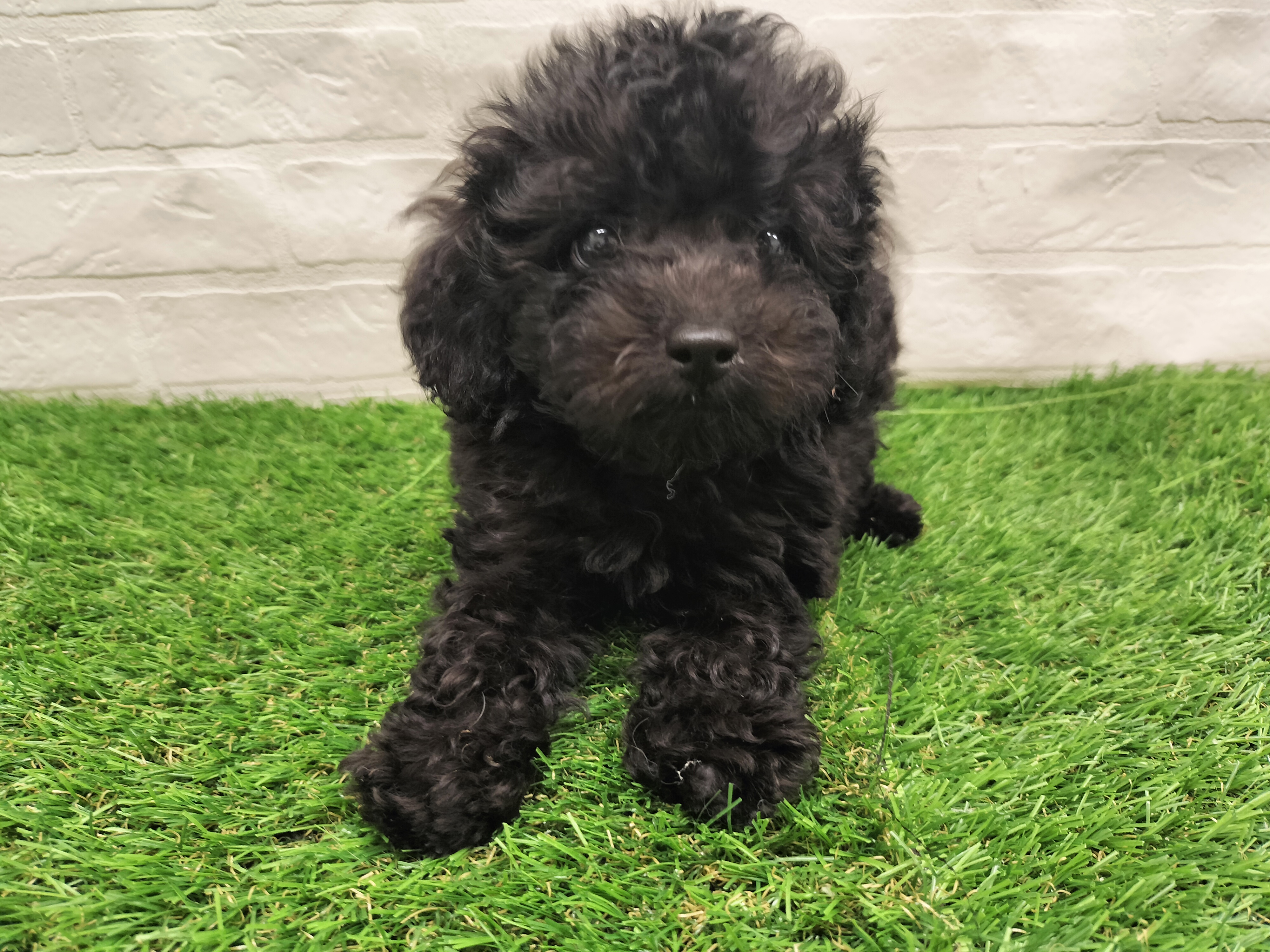 埼玉県のトイプードル(トイ) (ワンニャンハウス戸田公園店/2025年9月22日生まれ/男の子/ブラック)の子犬の1枚目の画像