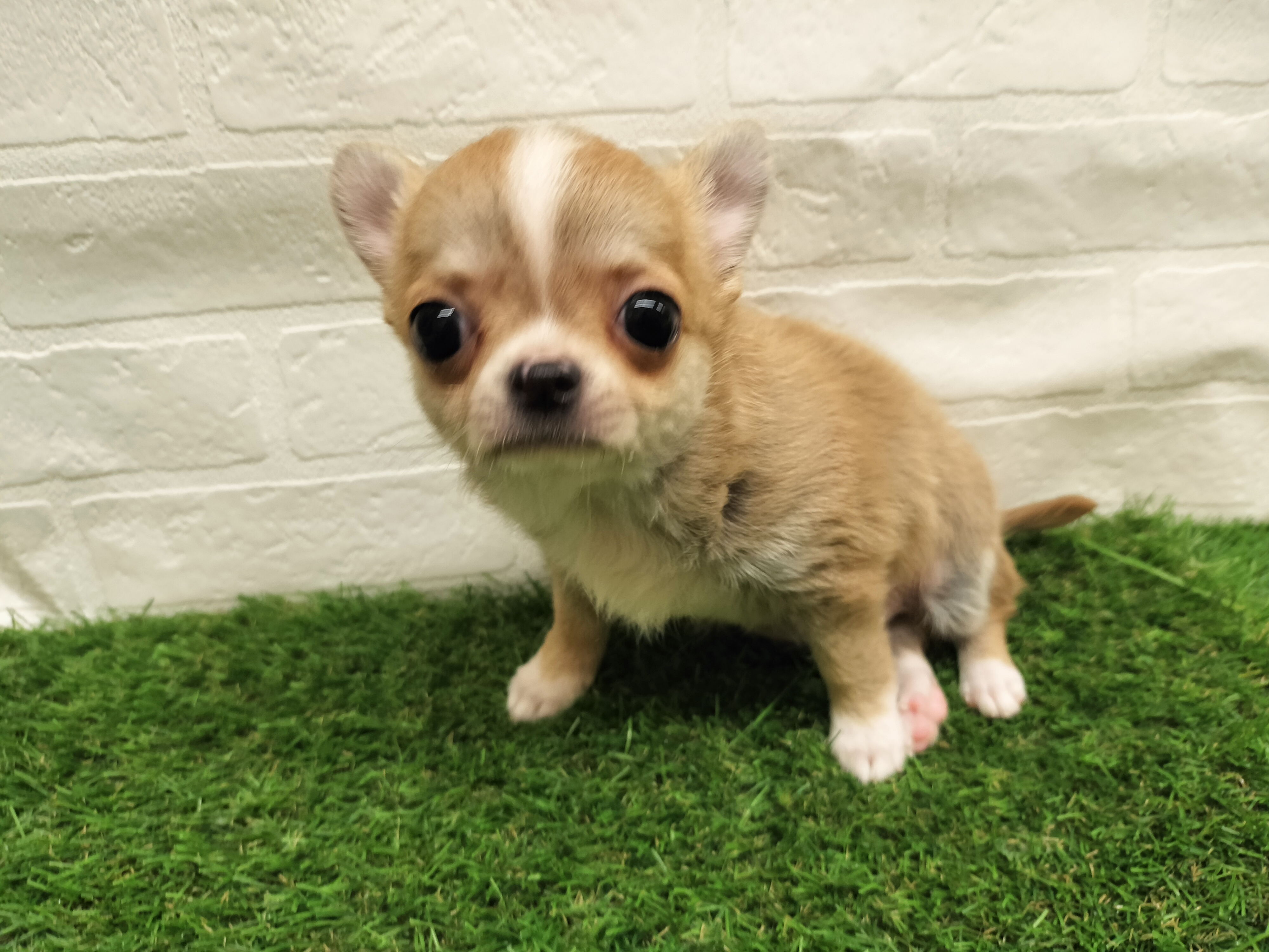 埼玉県のチワワ(ロング) (ワンニャンハウス戸田公園店/2025年10月22日生まれ/男の子/レッドホワイト)の子犬の1枚目の画像