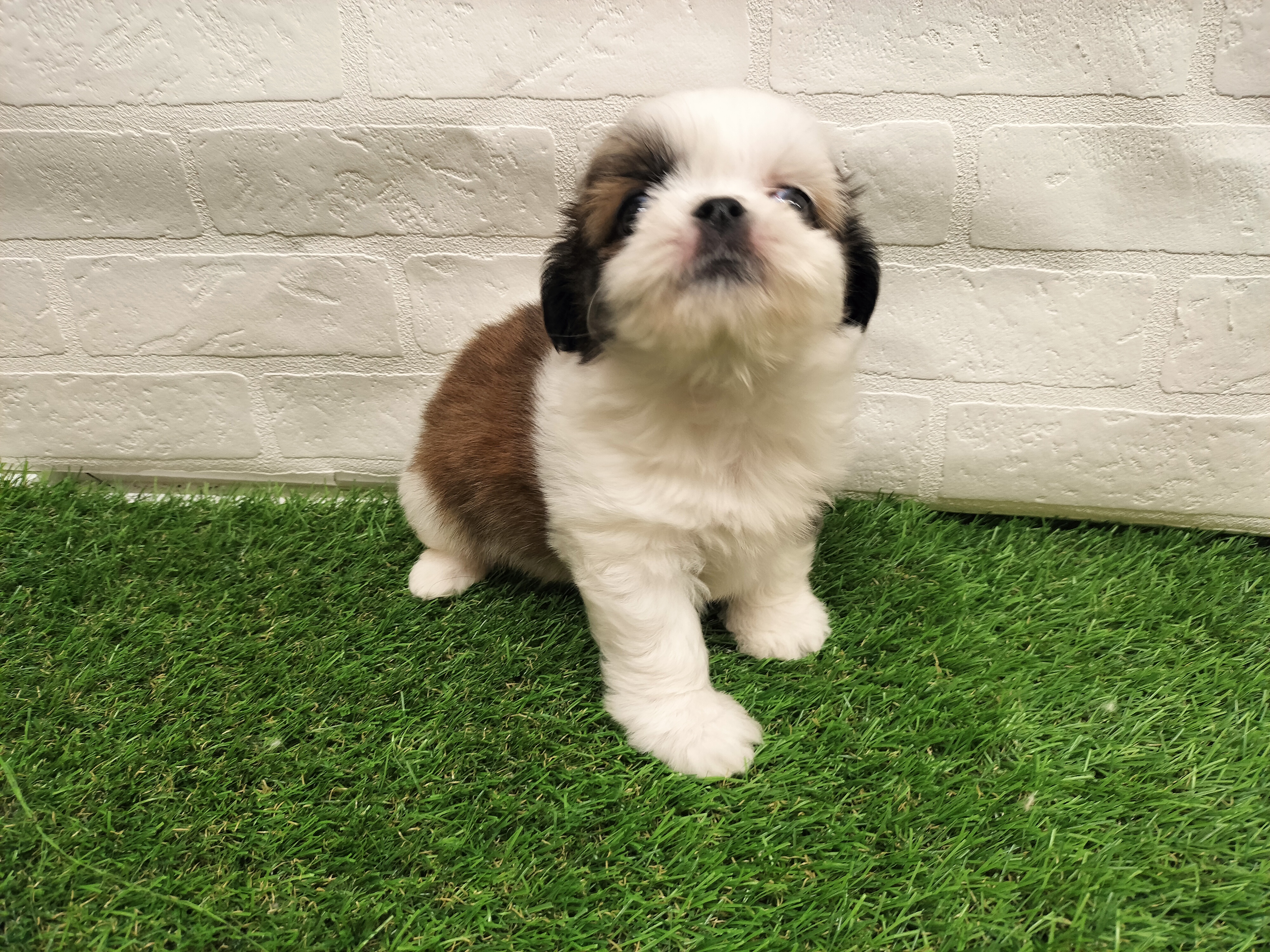 埼玉県のチワズー/チワシーズ(チワワ×シーズー) (ワンニャンハウス戸田公園店/2026年1月5日生まれ/男の子/ホワイトブラウン)の子犬の3枚目の画像