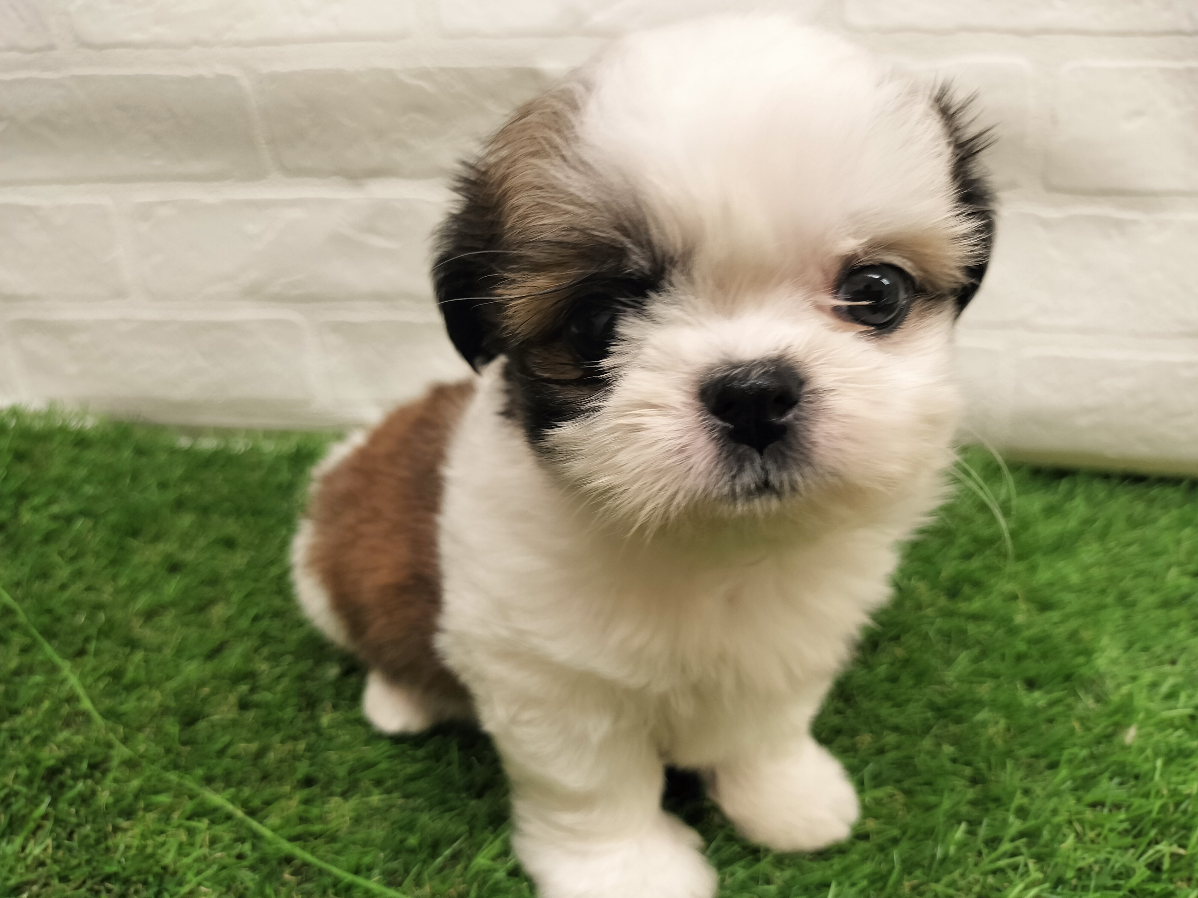 埼玉県のチワズー/チワシーズ(チワワ×シーズー) (ワンニャンハウス戸田公園店/2026年1月5日生まれ/男の子/ホワイトブラウン)の子犬の1枚目の画像