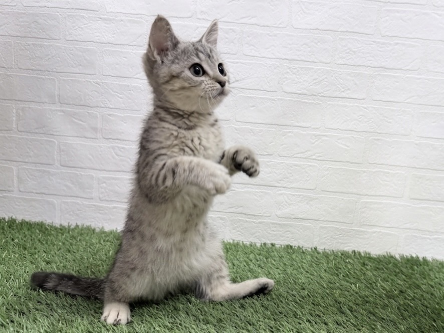 東京都のスコティッシュフォールド (ワンニャンハウス豊島5丁目店/2025年12月27日生まれ/女の子/シルバーパッチドタビー)の子猫の3枚目の画像