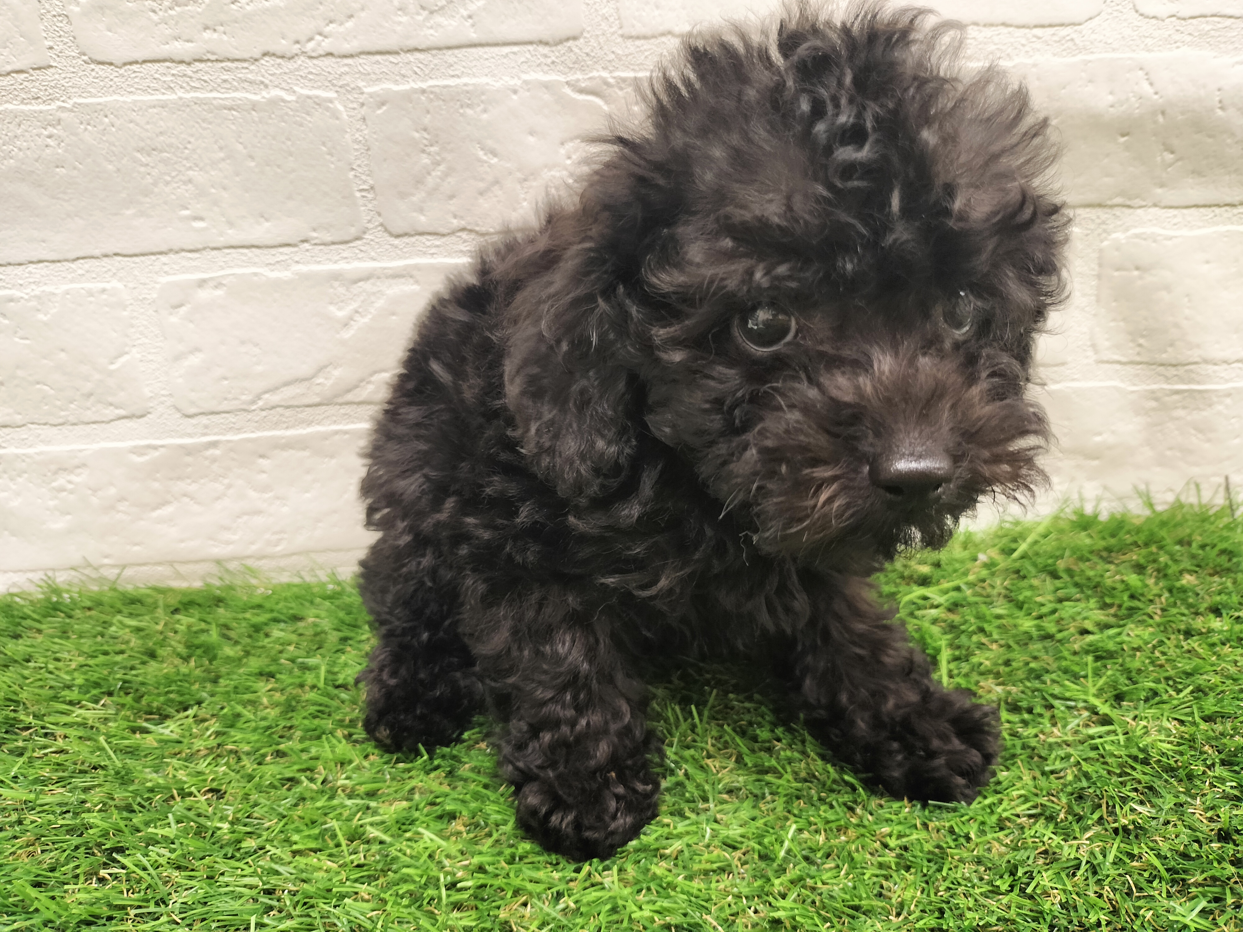 埼玉県のトイプードル(トイ) (ワンニャンハウス戸田公園店/2025年9月22日生まれ/男の子/ブラック)の子犬の2枚目の画像