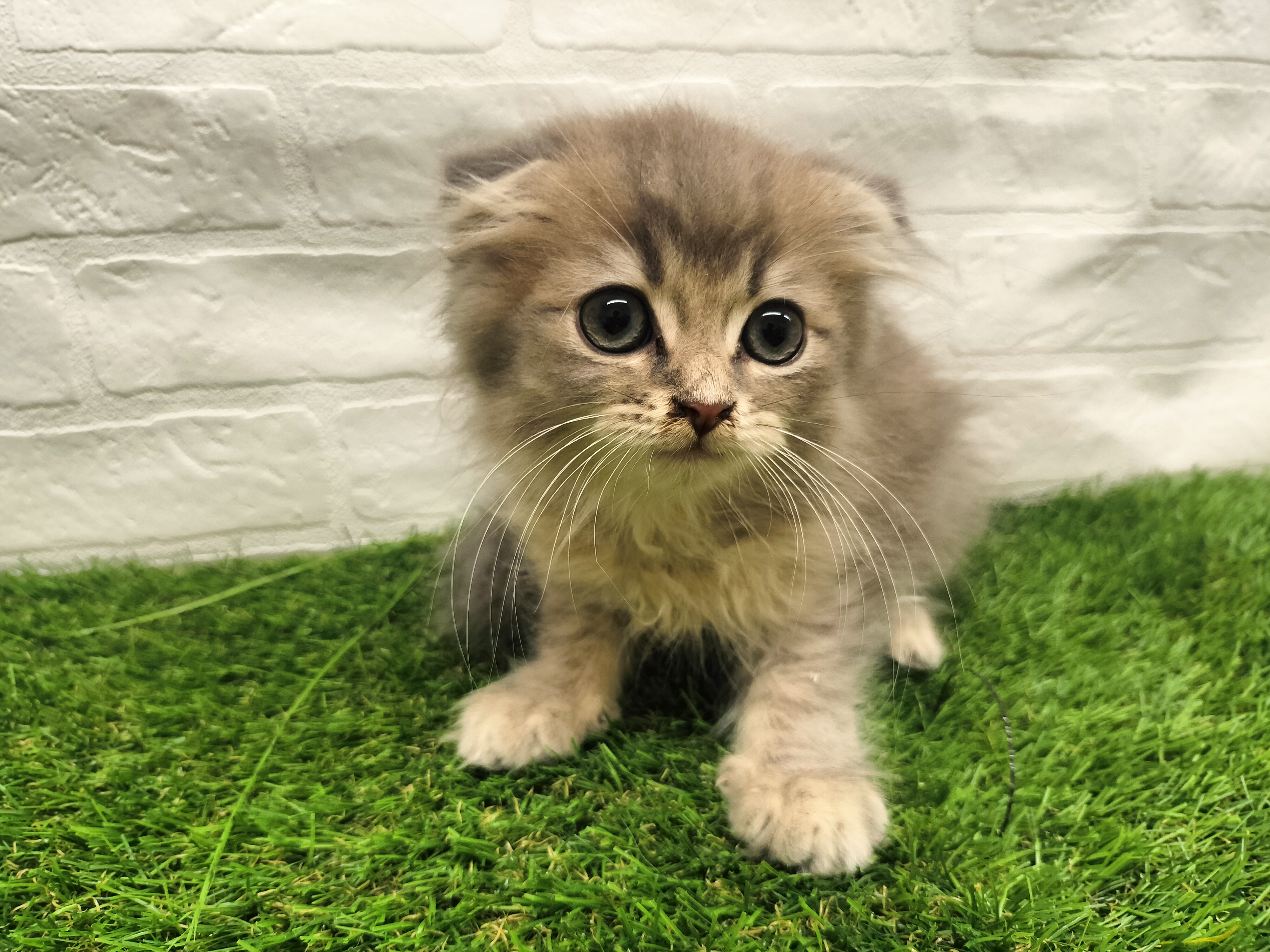 埼玉県のスコティッシュフォールド (ワンニャンハウス戸田公園店/2025年10月11日生まれ/男の子/ブルータビー)の子猫の1枚目の画像