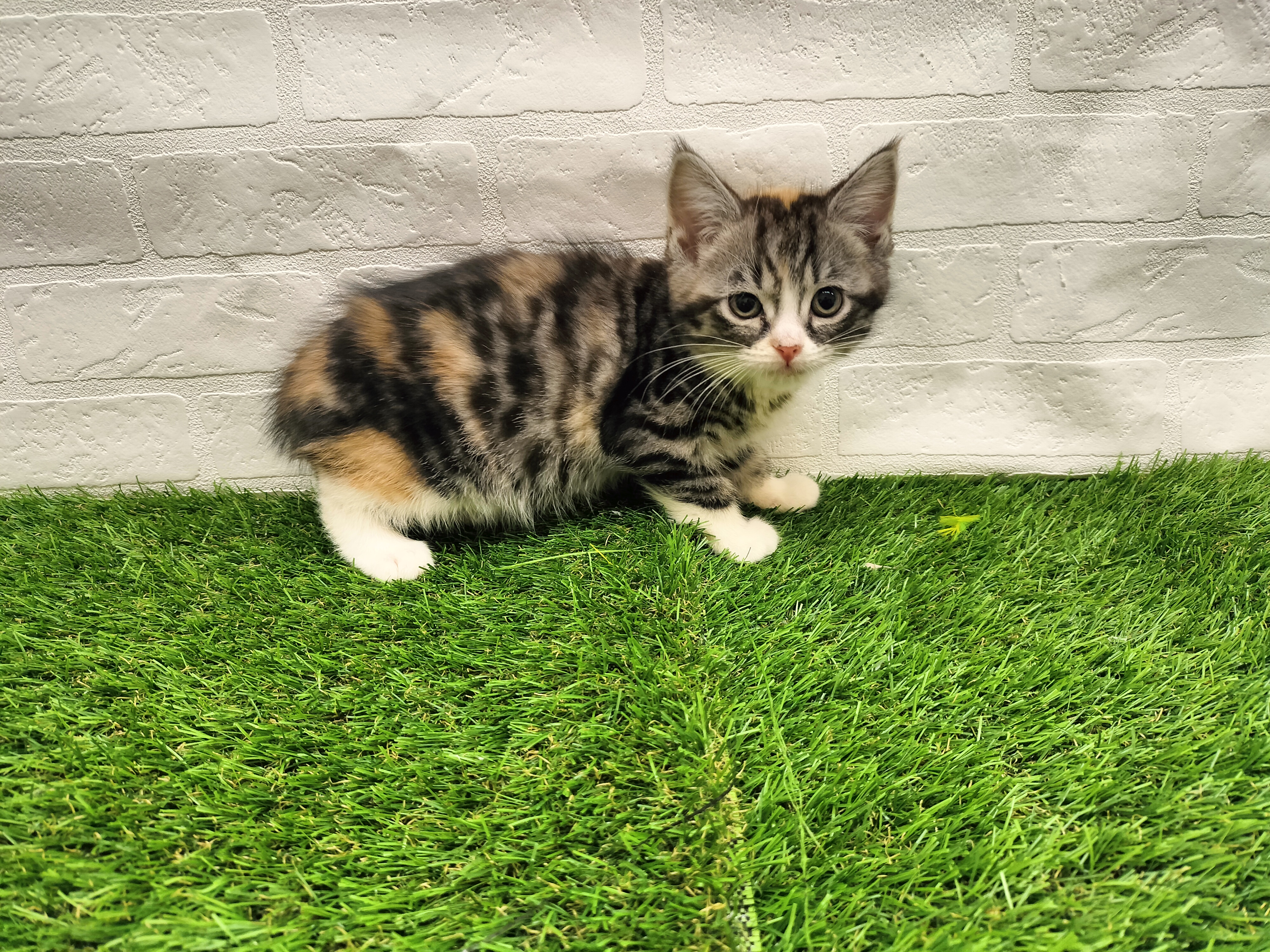 埼玉県のスコティッシュフォールド (ワンニャンハウス戸田公園店/2025年9月21日生まれ/女の子/トーティシェル&ホワイト)の子猫の2枚目の画像