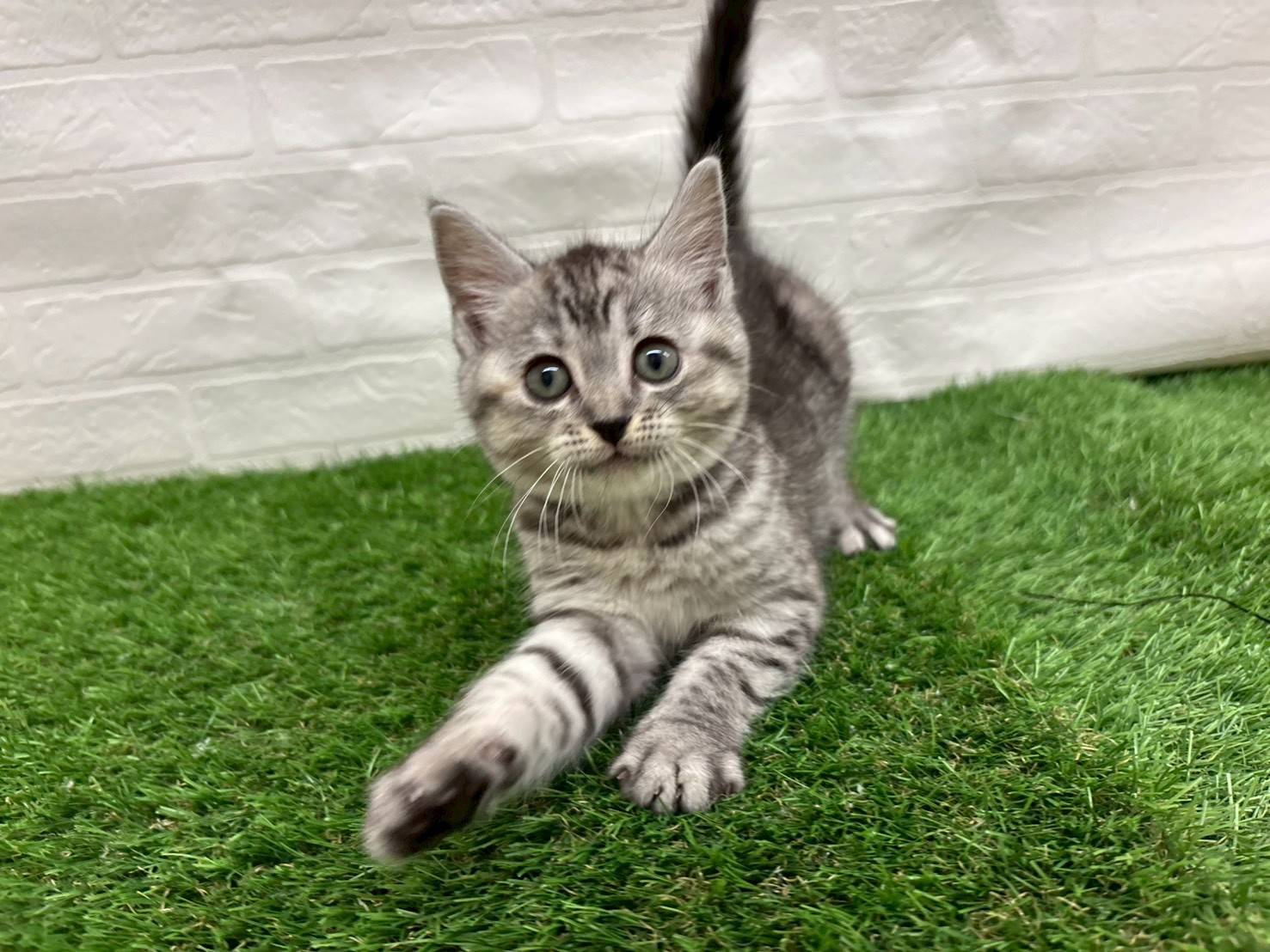 埼玉県のマンチカン (ワンニャンハウス戸田公園店/2025年9月8日生まれ/女の子/シルバータビー)の子猫の2枚目の画像