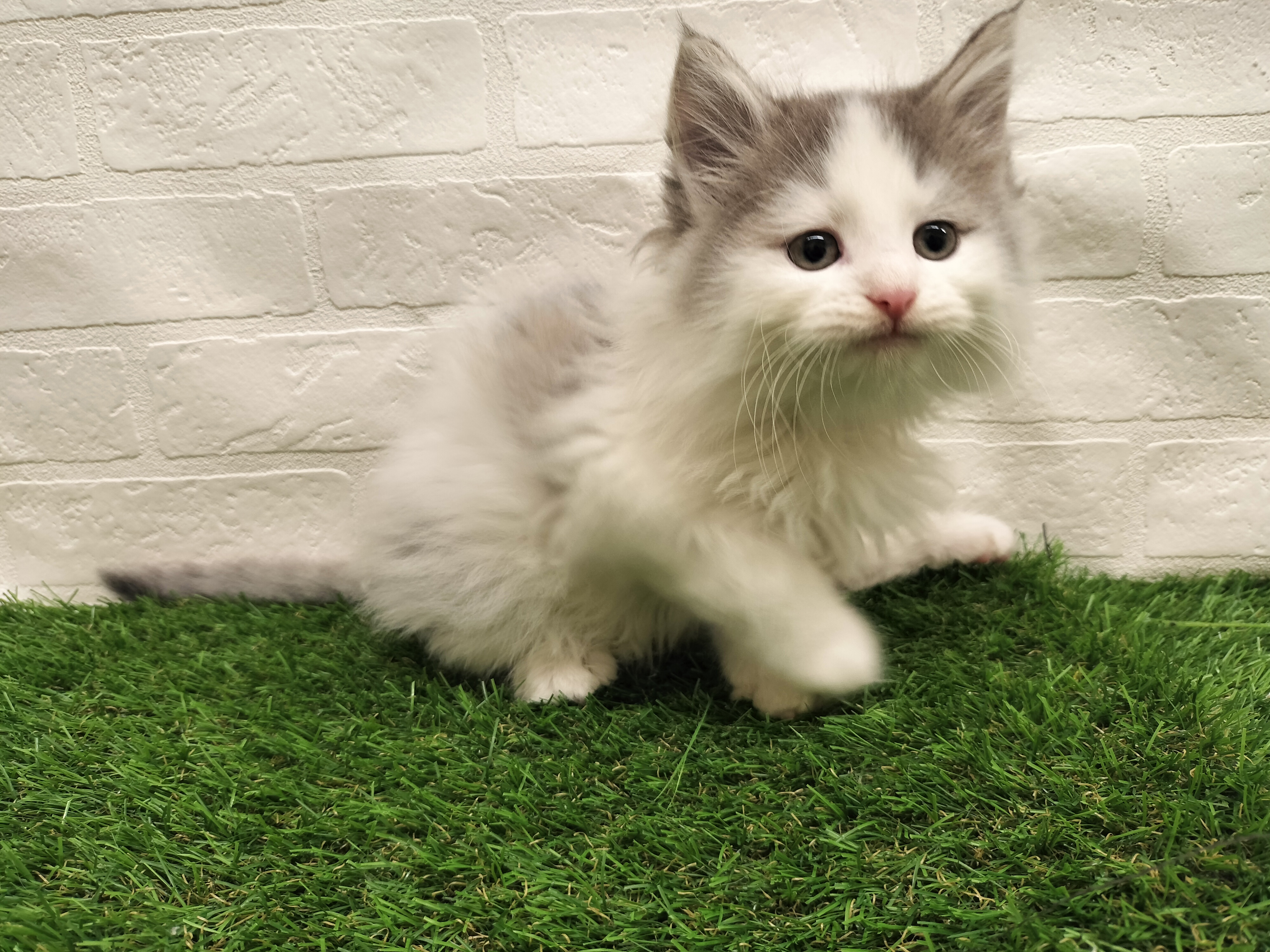 埼玉県のスコティッシュフォールド (ワンニャンハウス戸田公園店/2025年9月18日生まれ/男の子/ブルータビーホワイト)の子猫の2枚目の画像