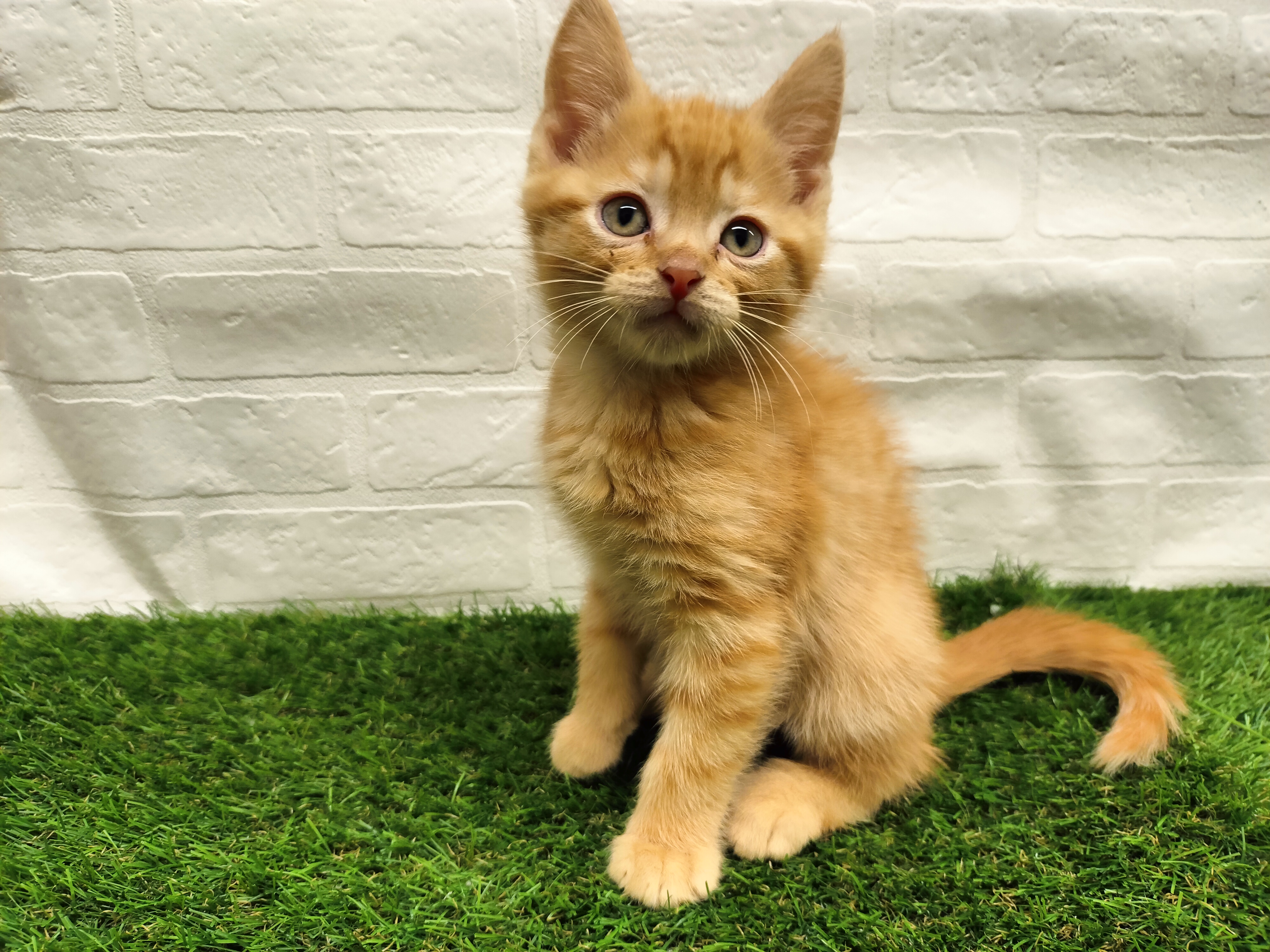 埼玉県のその他(猫) (ワンニャンハウス戸田公園店/2025年9月20日生まれ/男の子/レッドスポッテッドタビー)の子猫の2枚目の画像