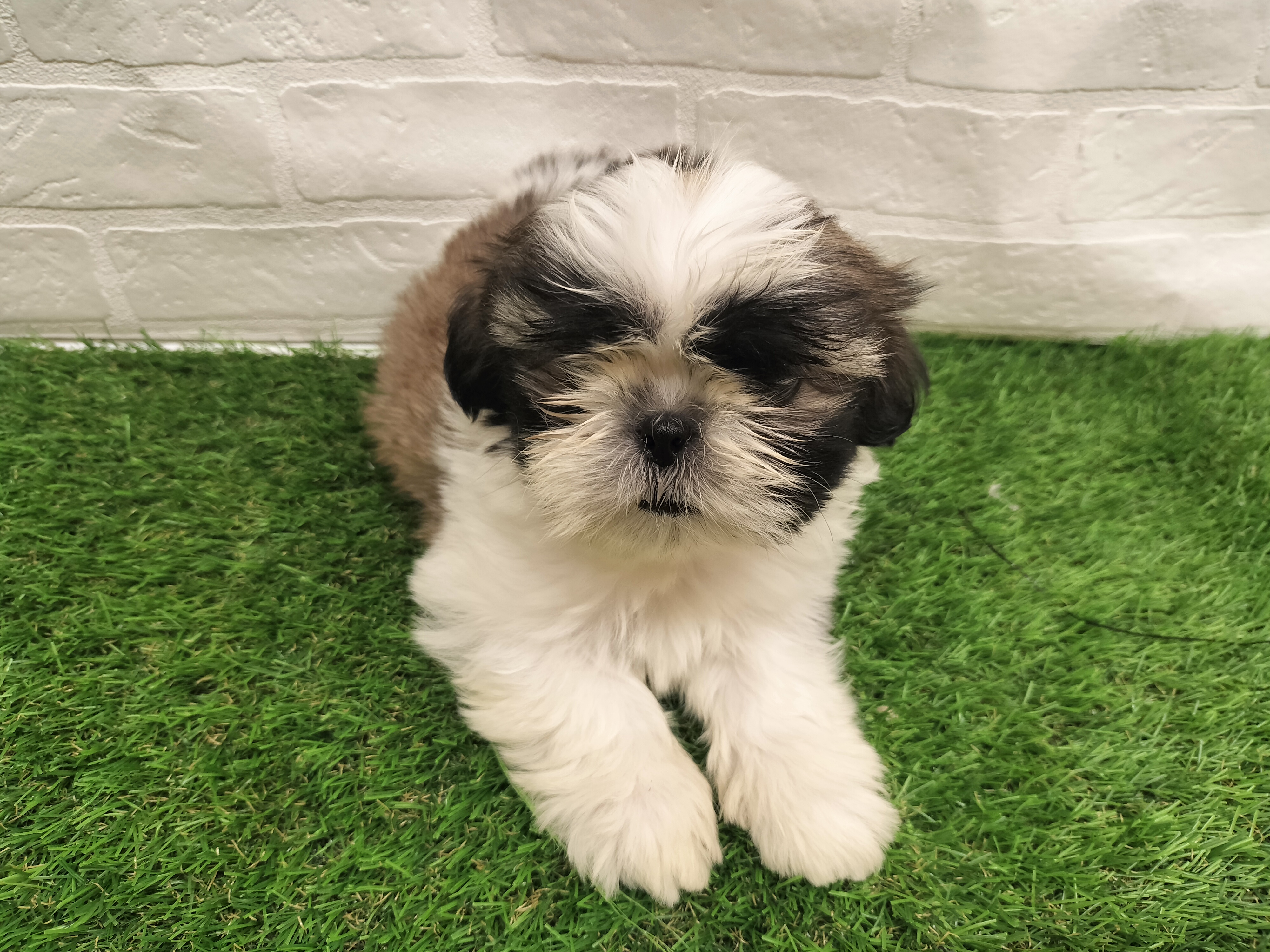 埼玉県のシーズー (ワンニャンハウス戸田公園店/2025年12月8日生まれ/女の子/ホワイトゴールド)の子犬の1枚目の画像