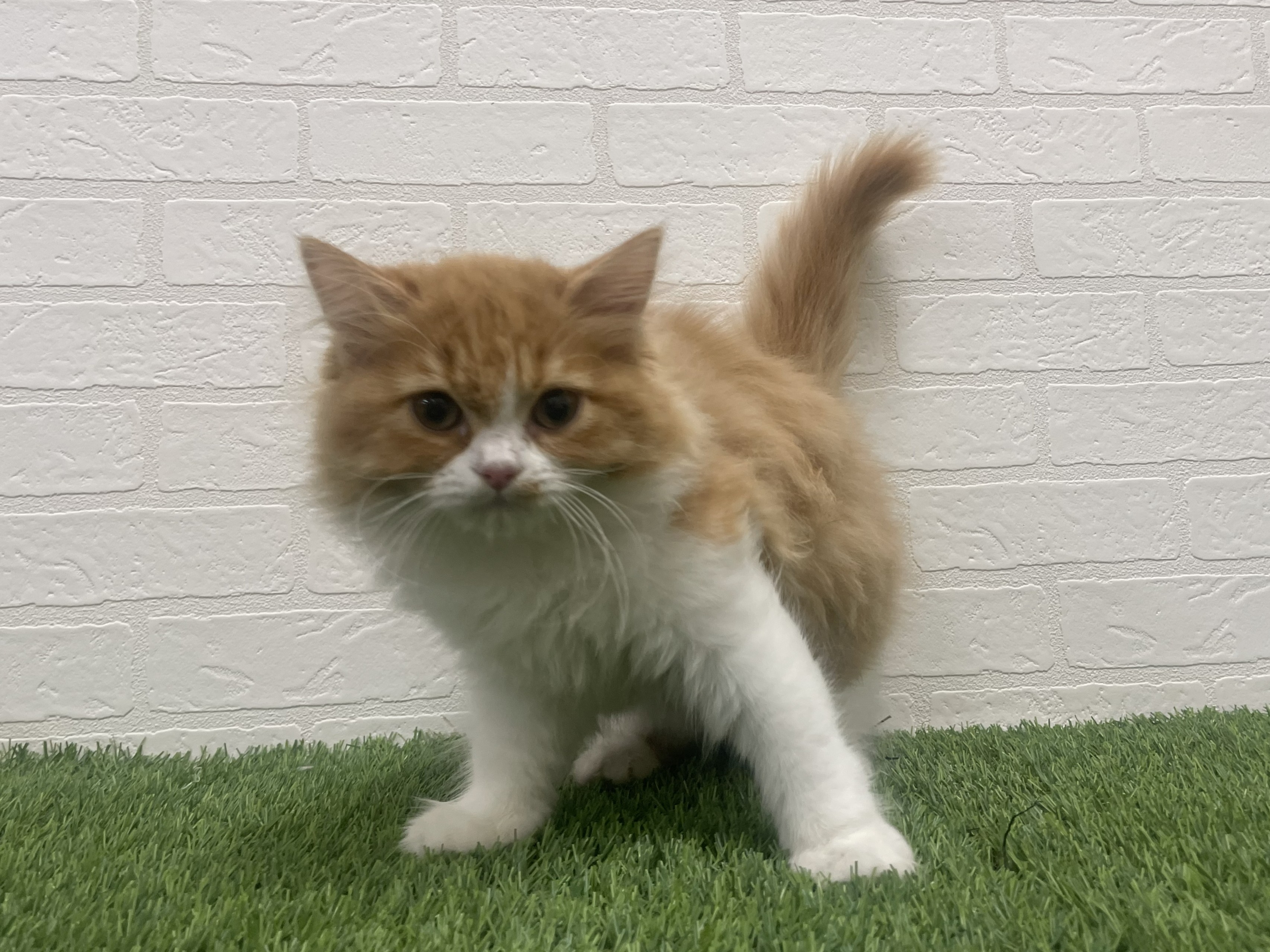 東京都のラガマフィン (ワンニャンハウス赤羽店/2025年11月3日生まれ/女の子/レッドタビーホワイト)の子猫の1枚目の画像