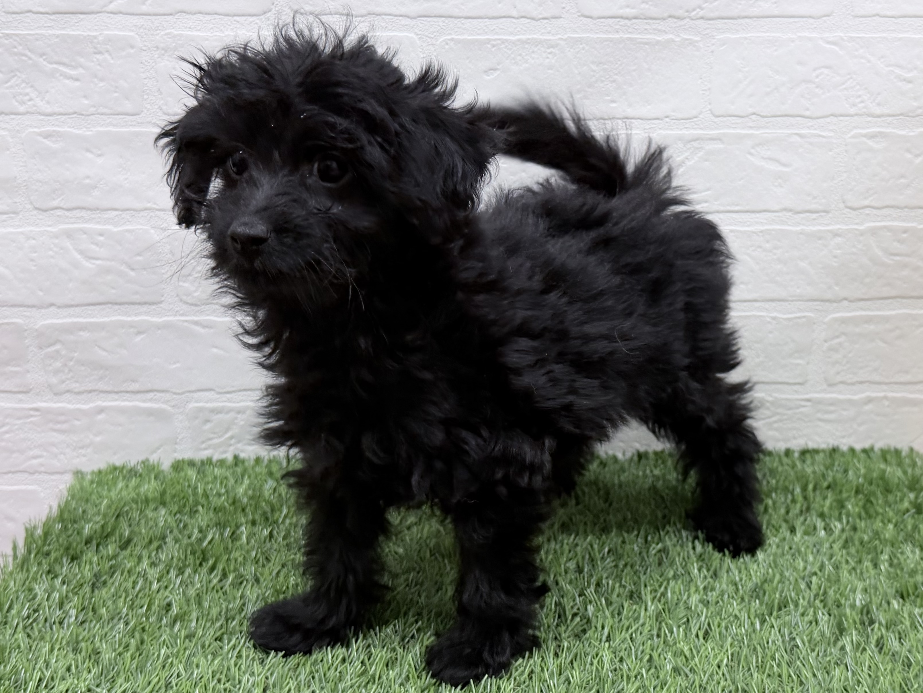 東京都のチワプー/プーチー(チワワ×プードル) (ワンニャンハウス豊島5丁目店/2025年11月16日生まれ/女の子/ブラック)の子犬の4枚目の画像