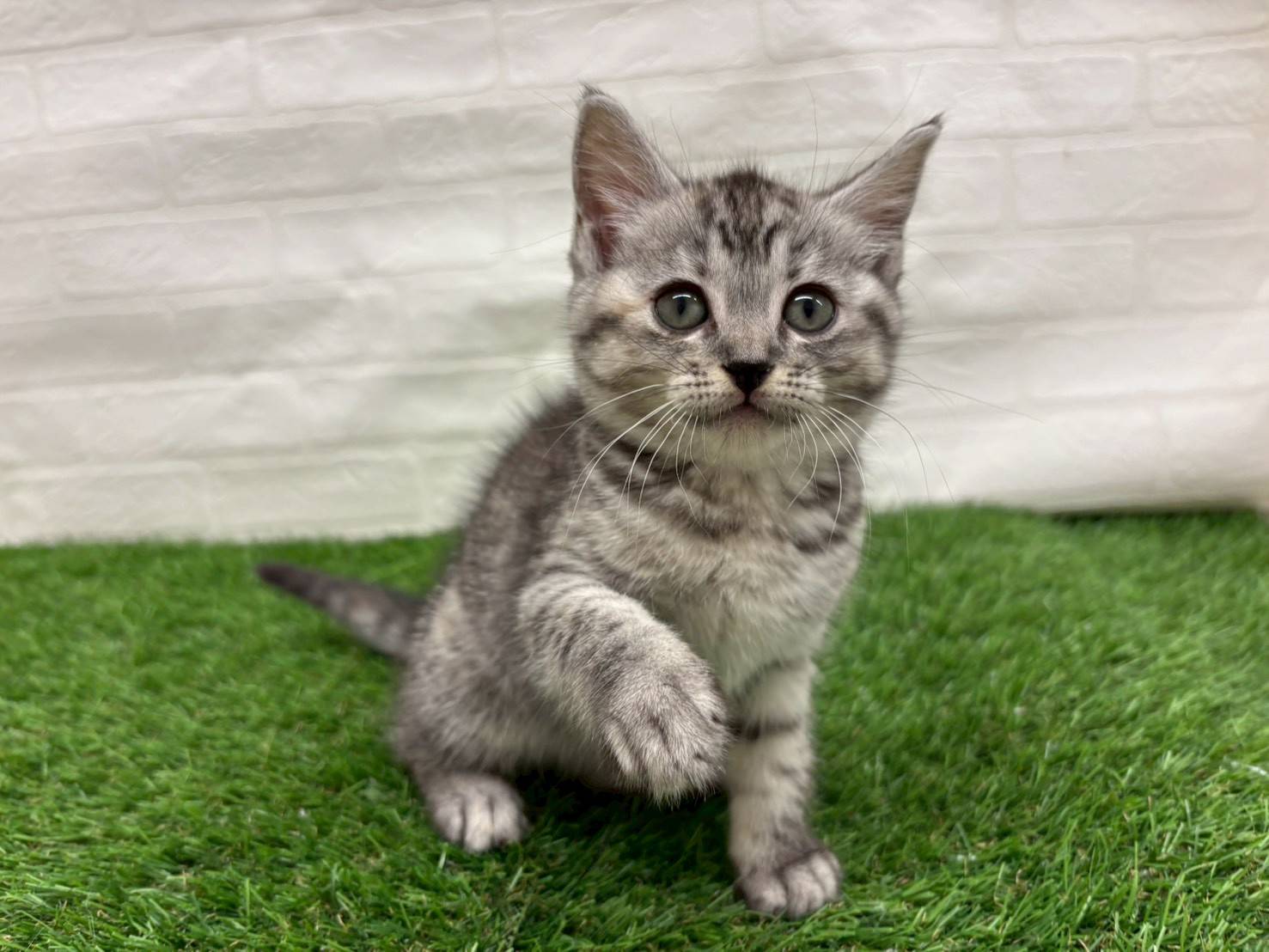 埼玉県のマンチカン (ワンニャンハウス戸田公園店/2025年9月8日生まれ/女の子/シルバータビー)の子猫の1枚目の画像