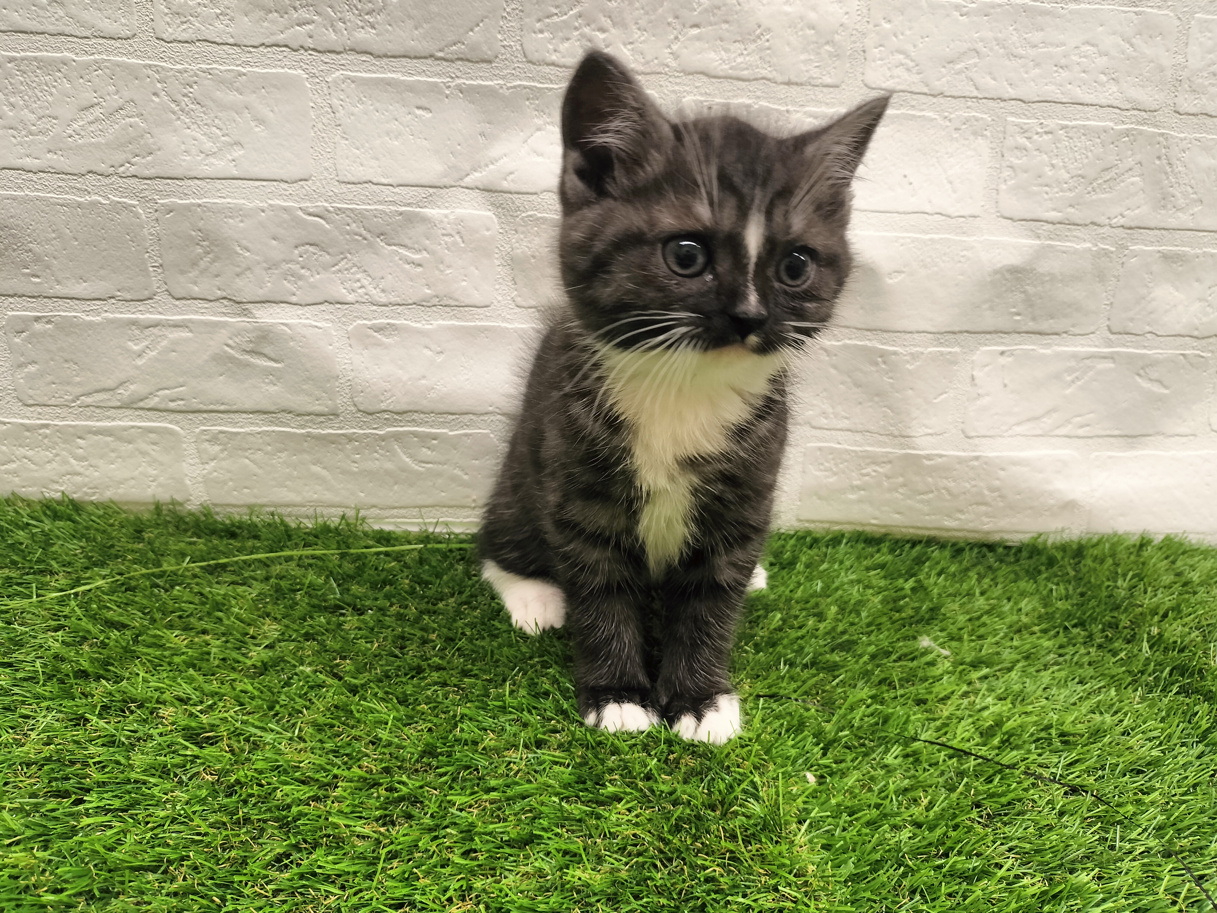 埼玉県のマンチカン (ワンニャンハウス戸田公園店/2025年12月8日生まれ/女の子/ブラックスモークホワイト)の子猫の2枚目の画像