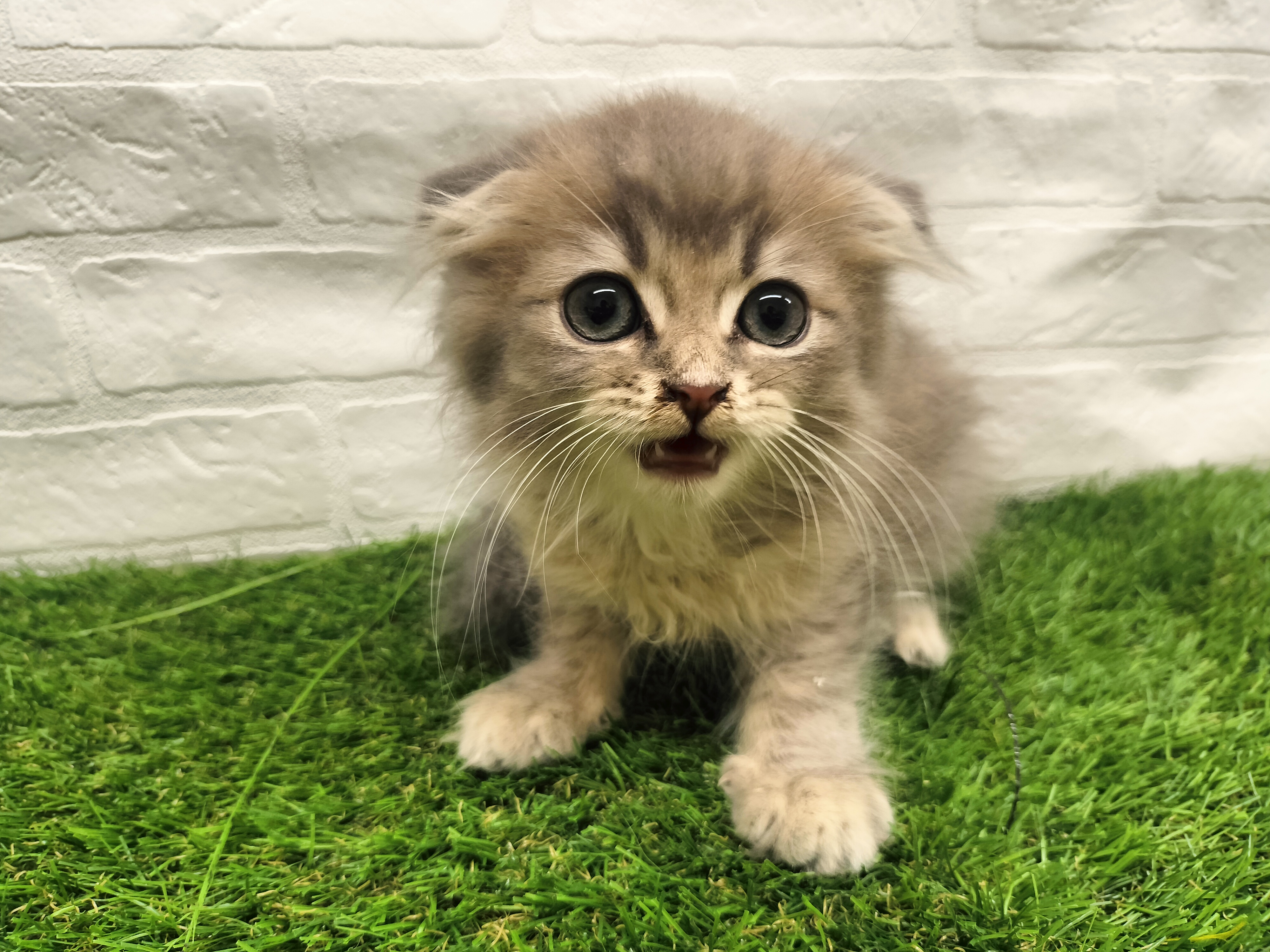 埼玉県のスコティッシュフォールド (ワンニャンハウス戸田公園店/2025年10月11日生まれ/男の子/ブルータビー)の子猫の2枚目の画像