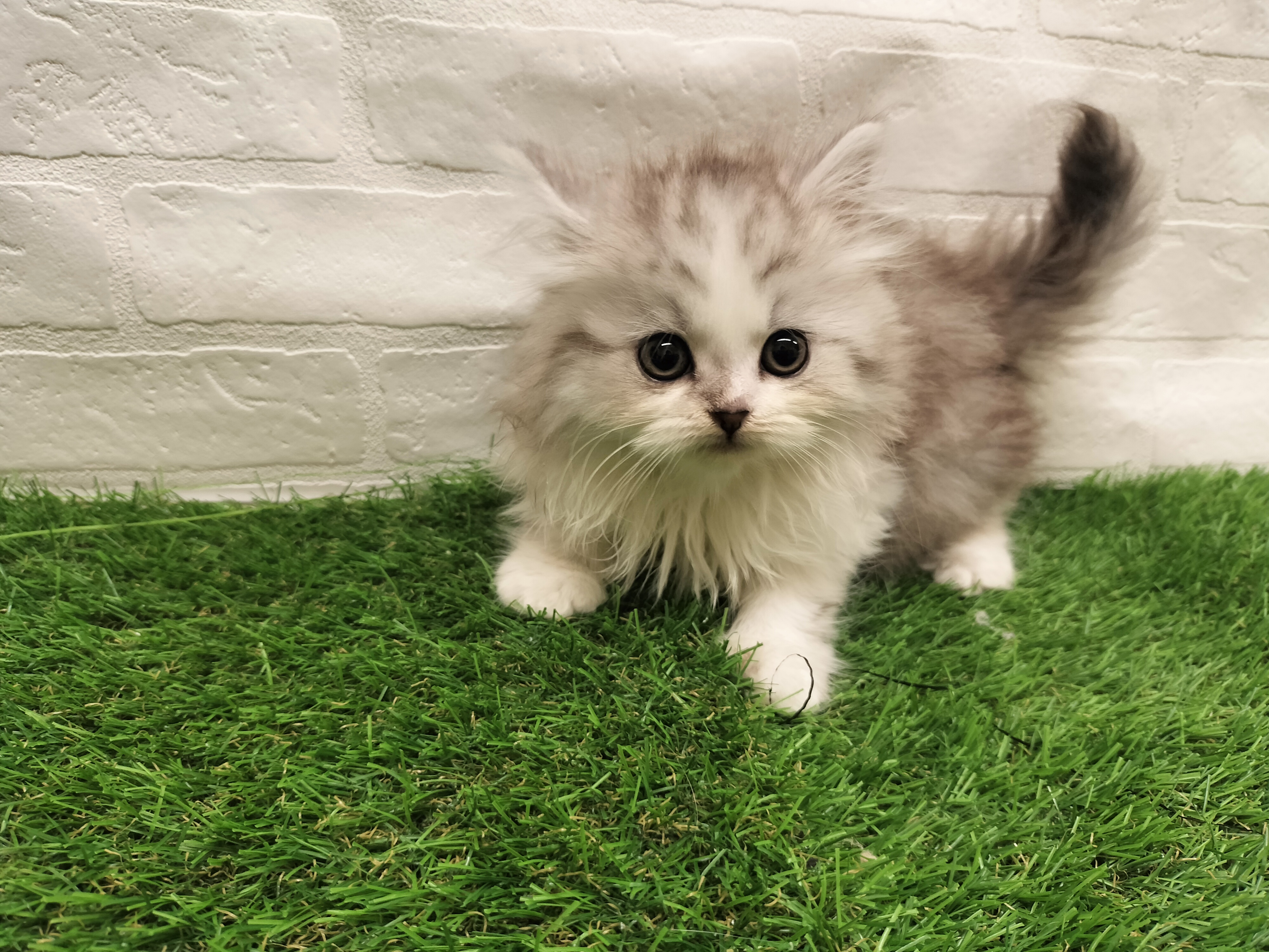 埼玉県のマンチカン (ワンニャンハウス戸田公園店/2025年12月10日生まれ/女の子/シルバータビーホワイト)の子猫の2枚目の画像