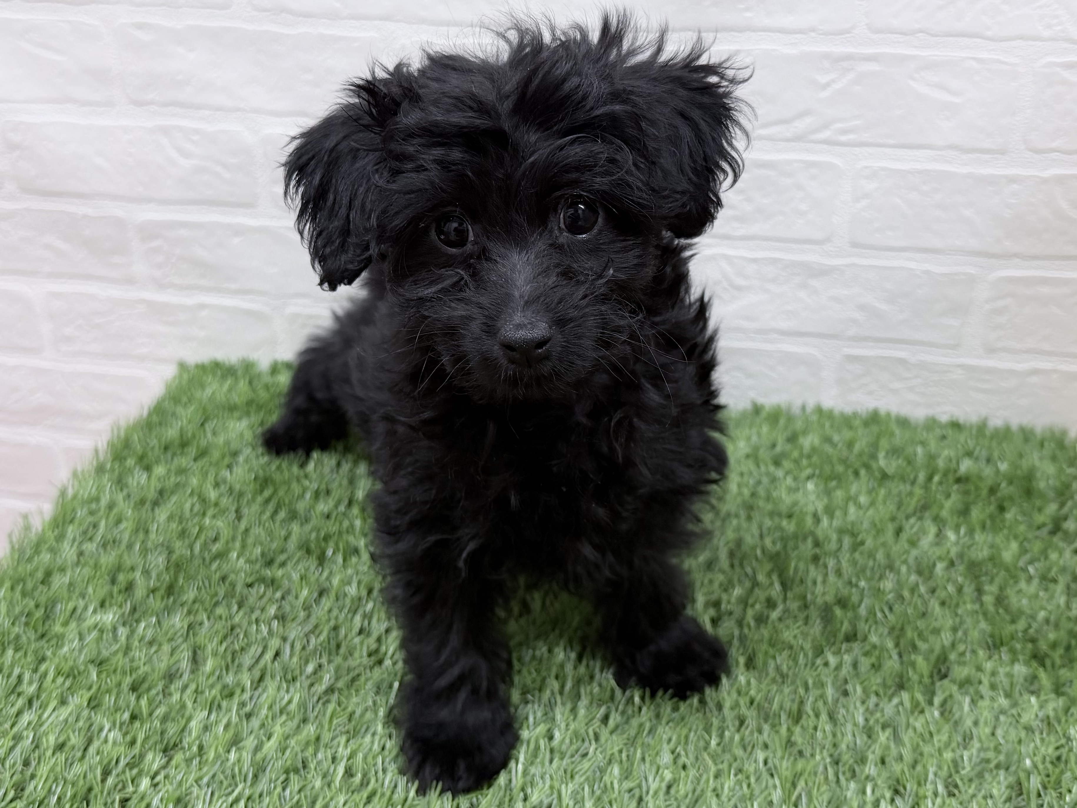 東京都のチワプー/プーチー(チワワ×プードル) (ワンニャンハウス豊島5丁目店/2025年11月16日生まれ/女の子/ブラック)の子犬の2枚目の画像