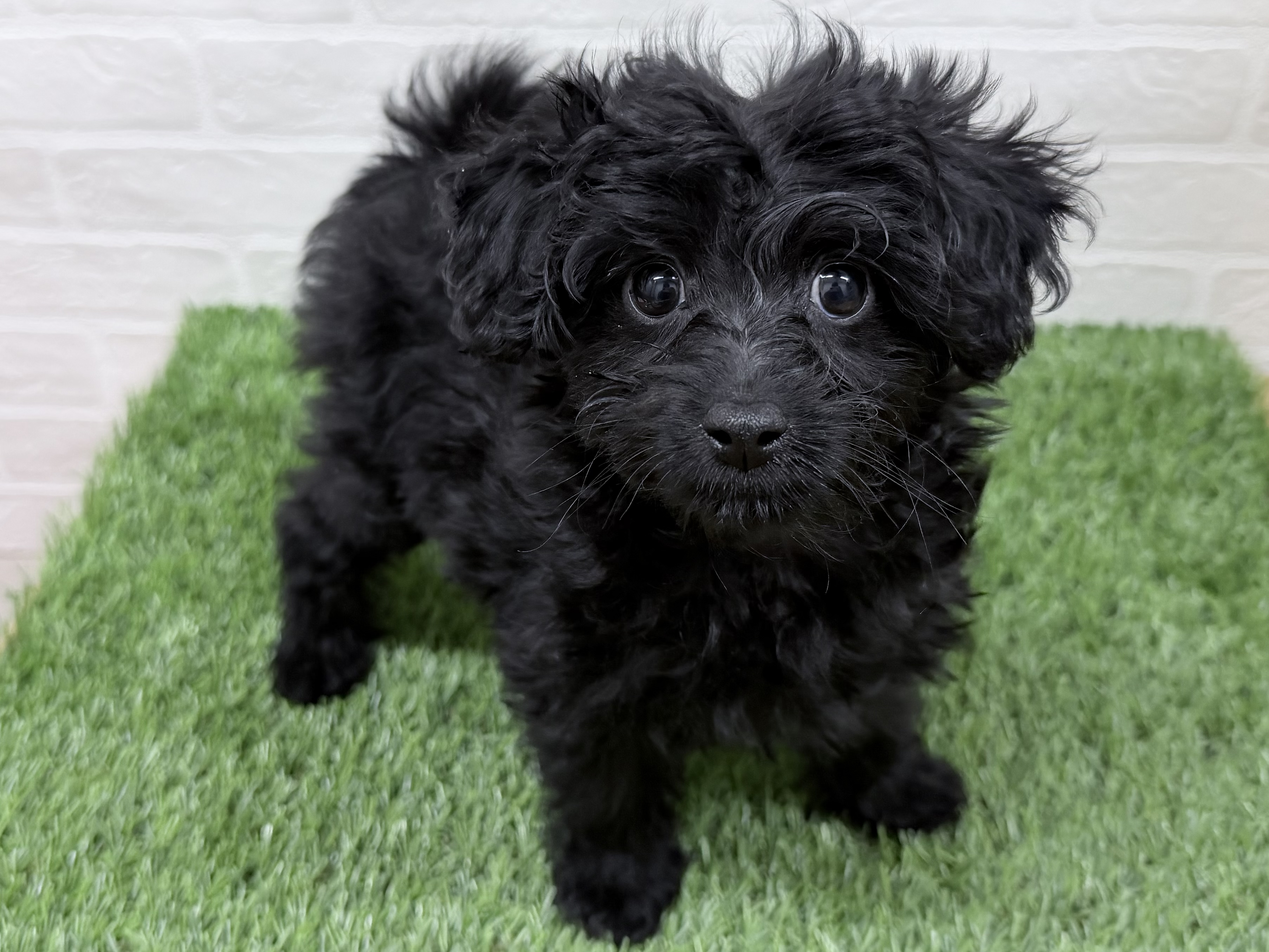 東京都のチワプー/プーチー(チワワ×プードル) (ワンニャンハウス豊島5丁目店/2025年11月16日生まれ/女の子/ブラック)の子犬の1枚目の画像