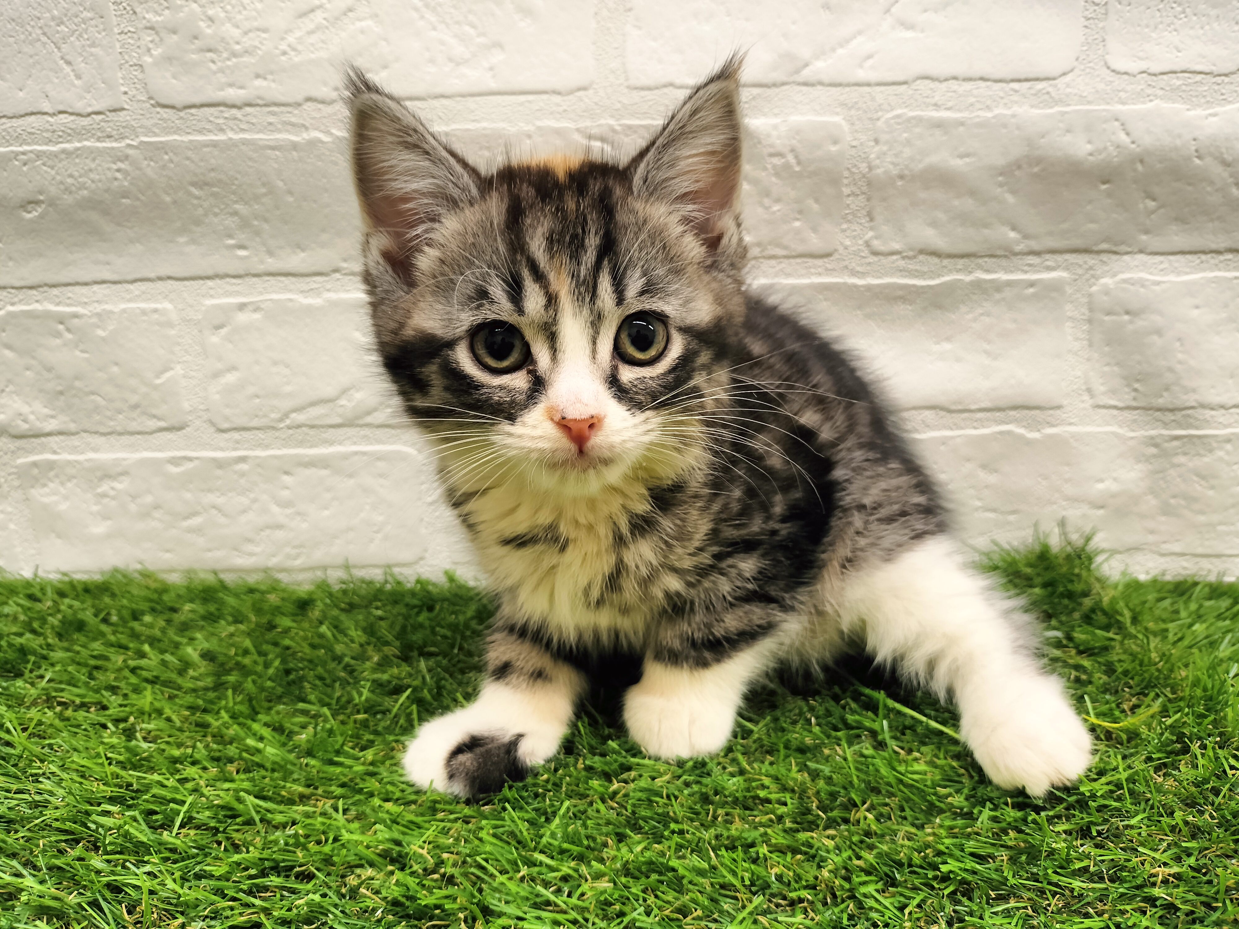 埼玉県のスコティッシュフォールド (ワンニャンハウス戸田公園店/2025年9月21日生まれ/女の子/トーティシェル&ホワイト)の子猫の1枚目の画像