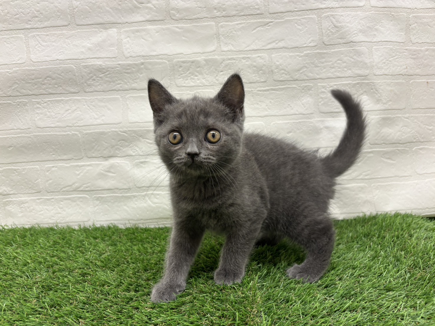 埼玉県のブリティッシュショートヘアー (ワンニャンハウス戸田公園店/2025年8月31日生まれ/女の子/ブルー)の子猫の1枚目の画像
