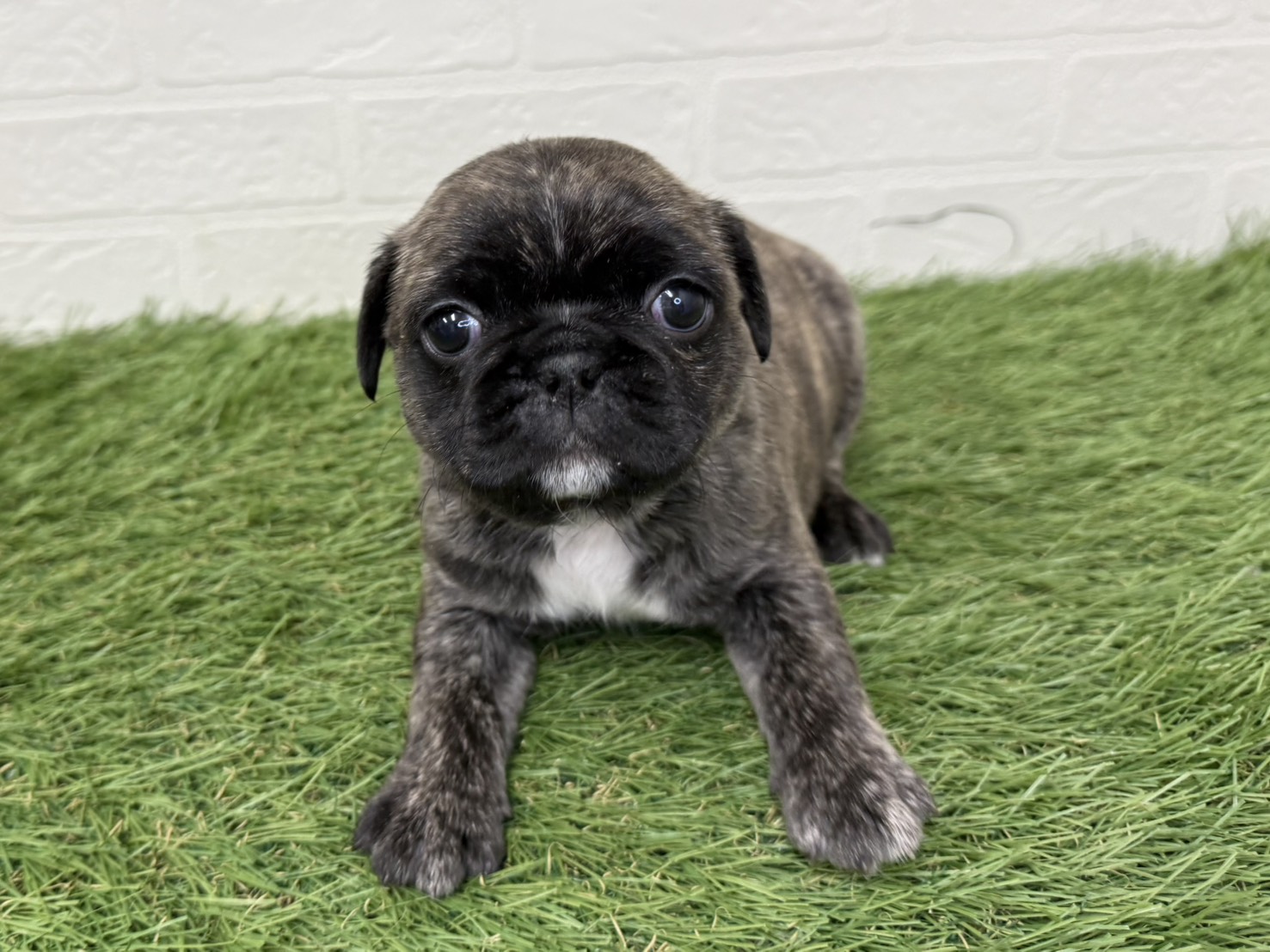 東京都のハーフ犬・ミックス犬 (ワンニャンハウス葛西店/2025年11月9日生まれ/女の子/ブリンドル)の子犬の4枚目の画像