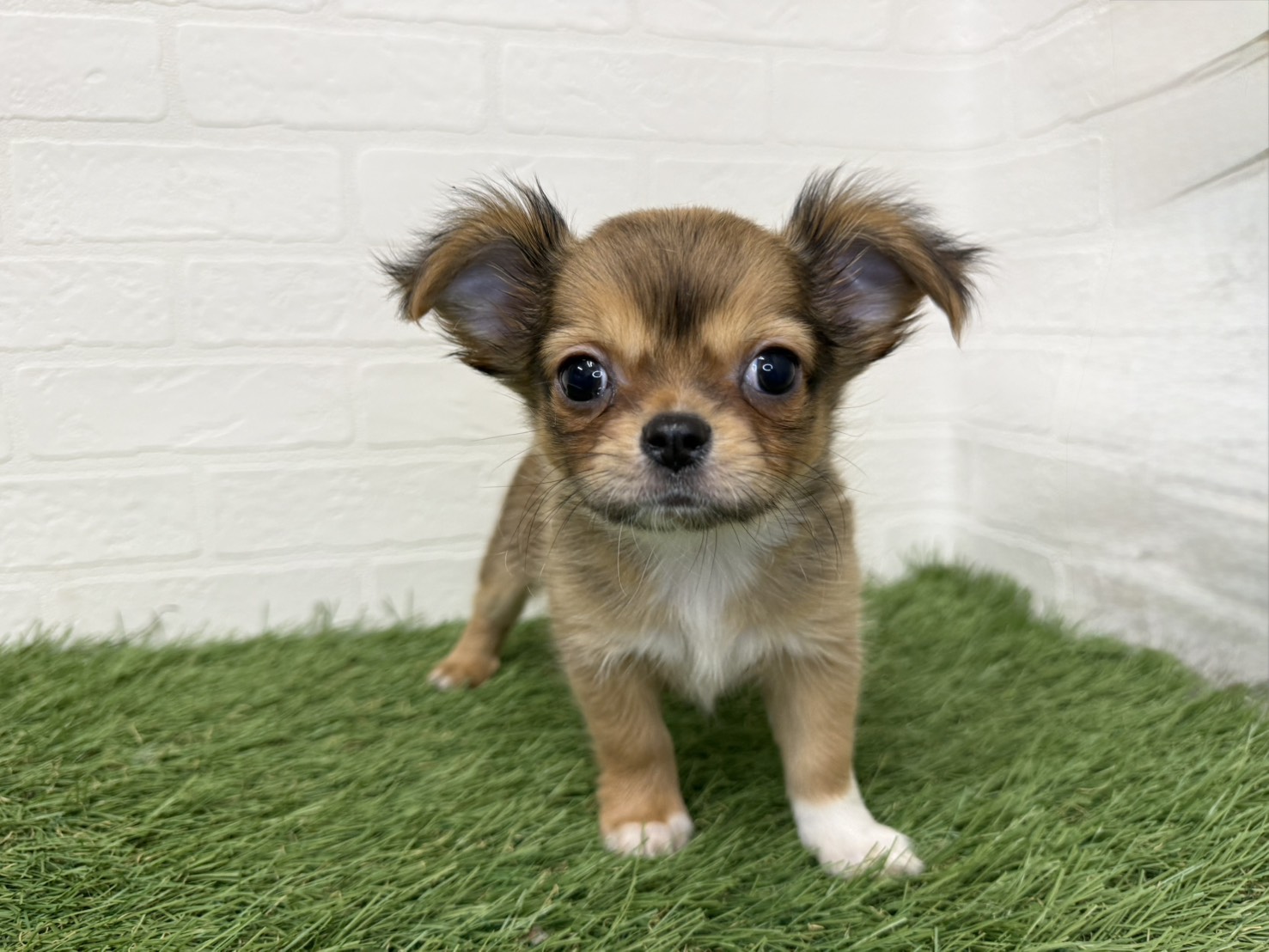 東京都のチワワ(ロング) (ワンニャンハウス葛西店/2026年1月6日生まれ/女の子/レッドホワイト)の子犬の2枚目の画像