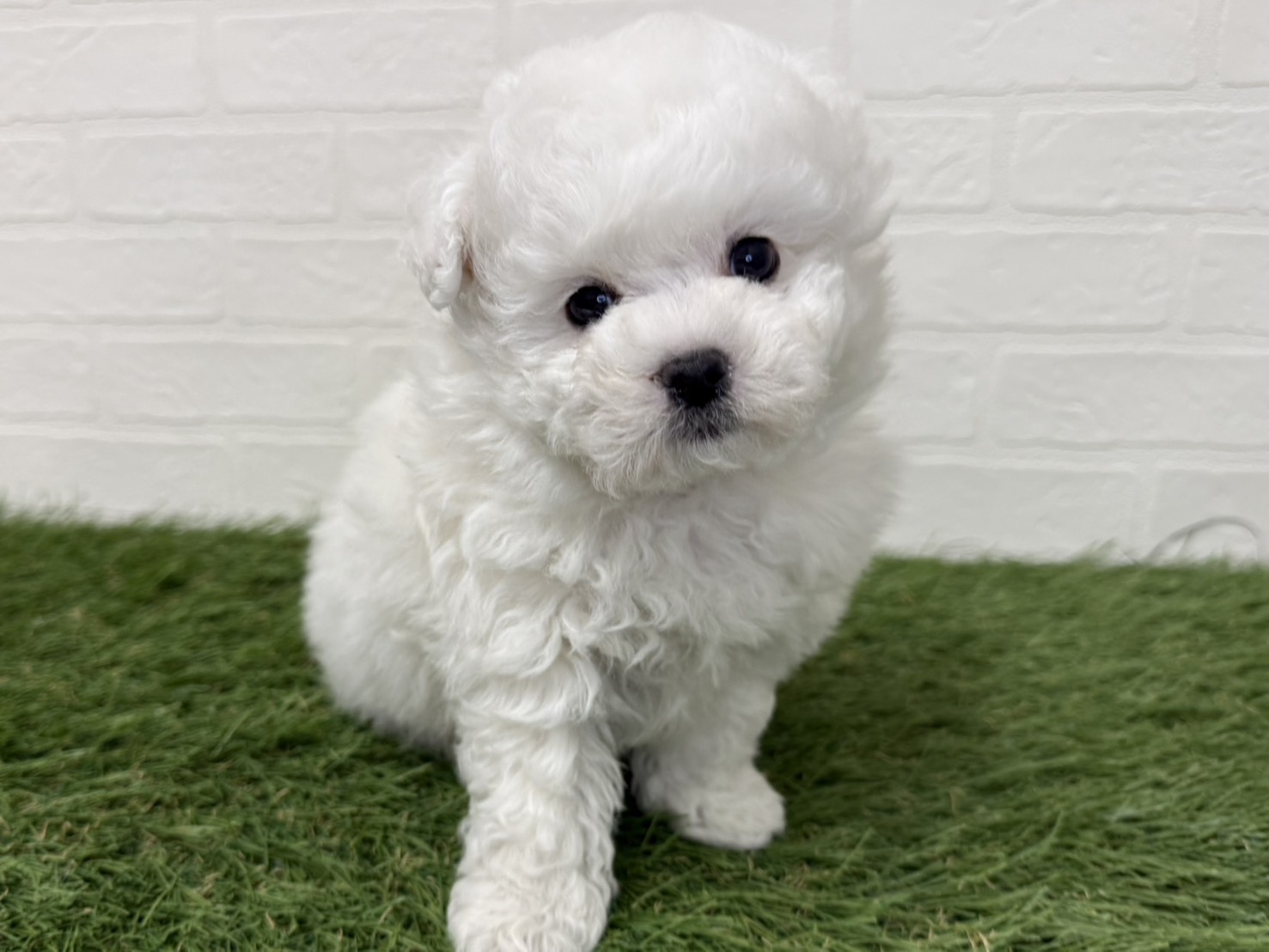 東京都のビションフリーゼ (ワンニャンハウス葛西店/2025年12月1日生まれ/男の子/ホワイト)の子犬の3枚目の画像