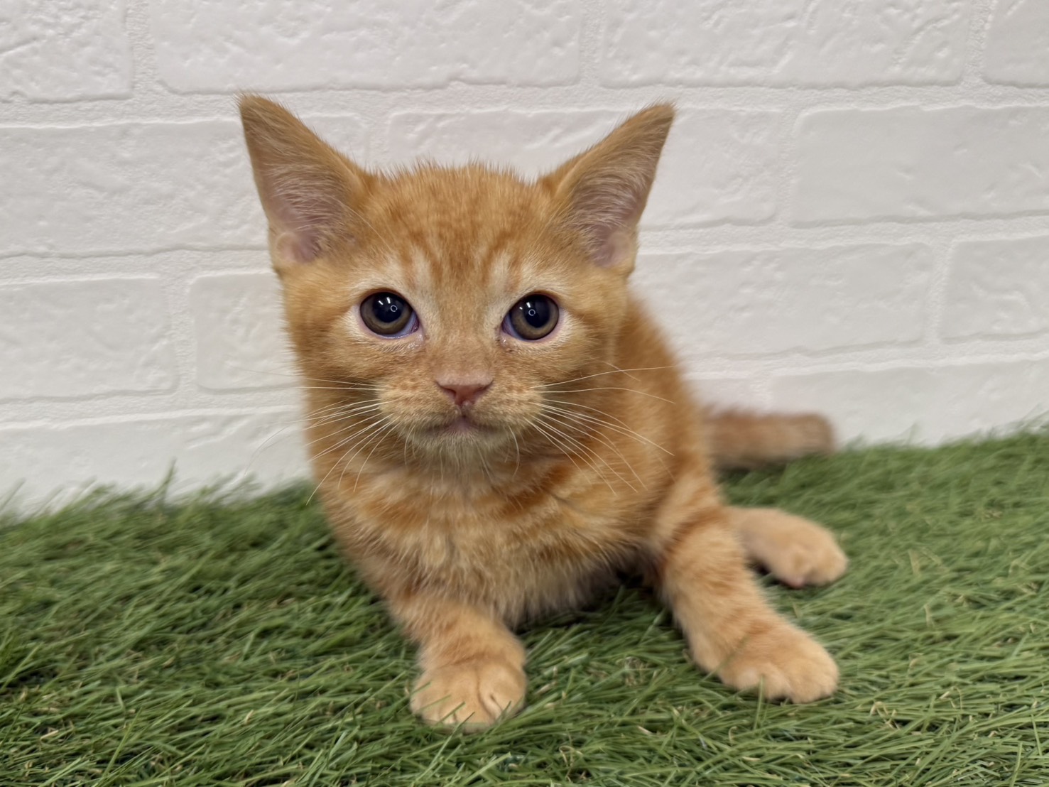東京都のアメリカンショートヘアー (ワンニャンハウス葛西店/2026年2月20日生まれ/男の子/レッドタビー)の子猫の2枚目の画像