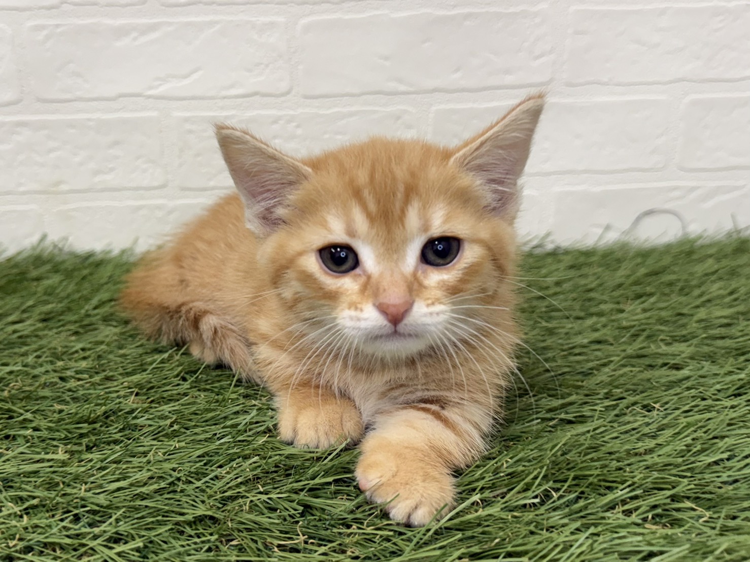 東京都のマンチカン (ワンニャンハウス葛西店/2026年2月13日生まれ/男の子/レッドタビー)の子猫の2枚目の画像